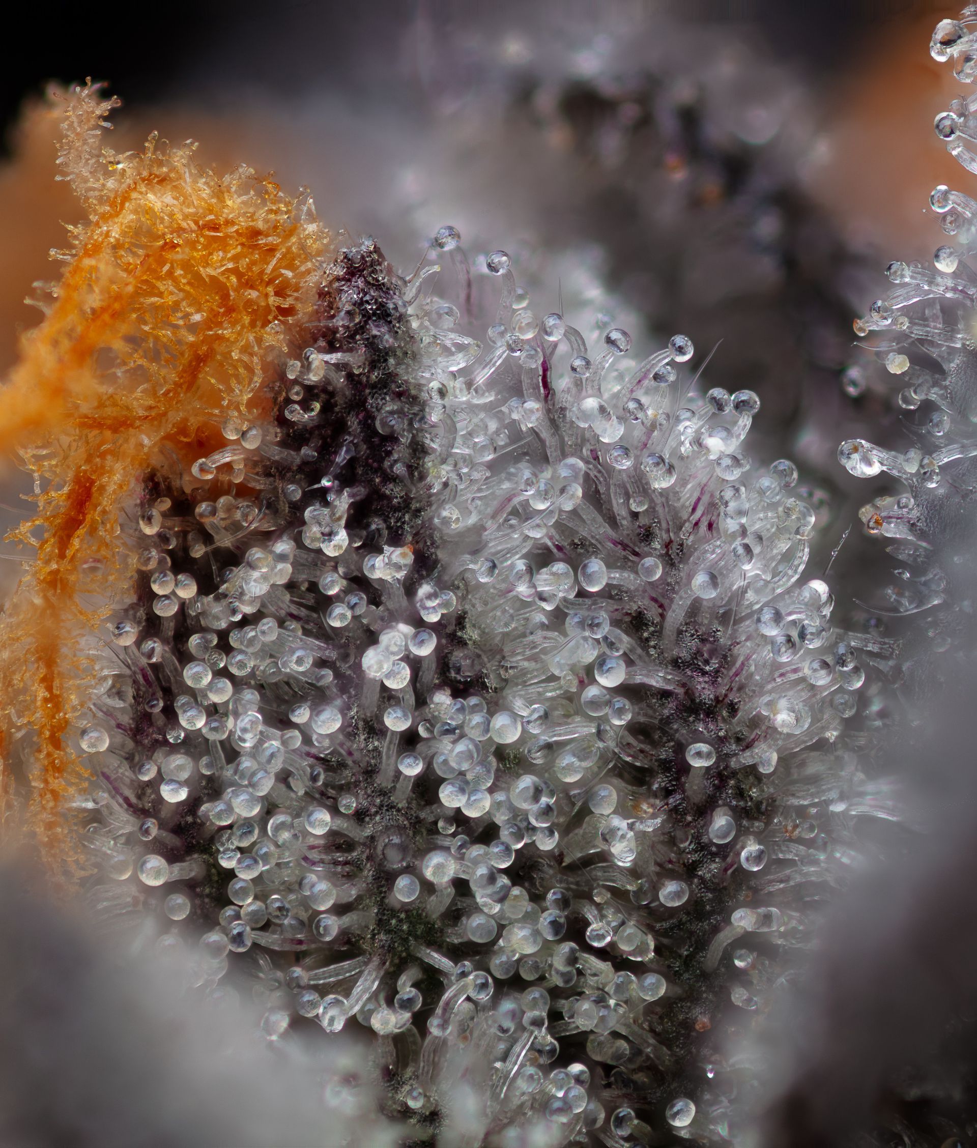 Close-up of a plant bud covered in clear, glistening trichomes and orange/brown hairs.