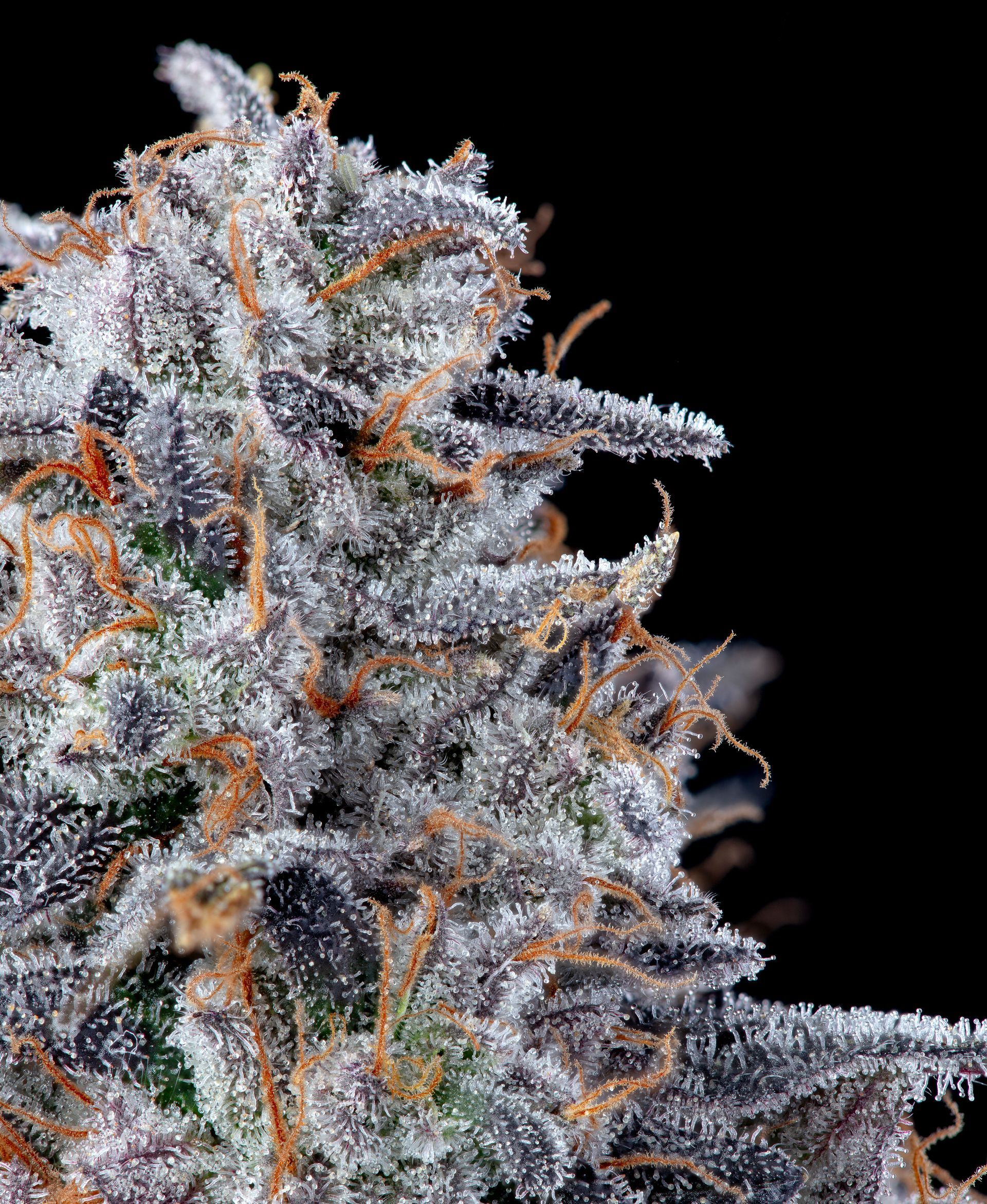 Close-up of cannabis bud with purple hues and a frosty coating of trichomes, against black background.