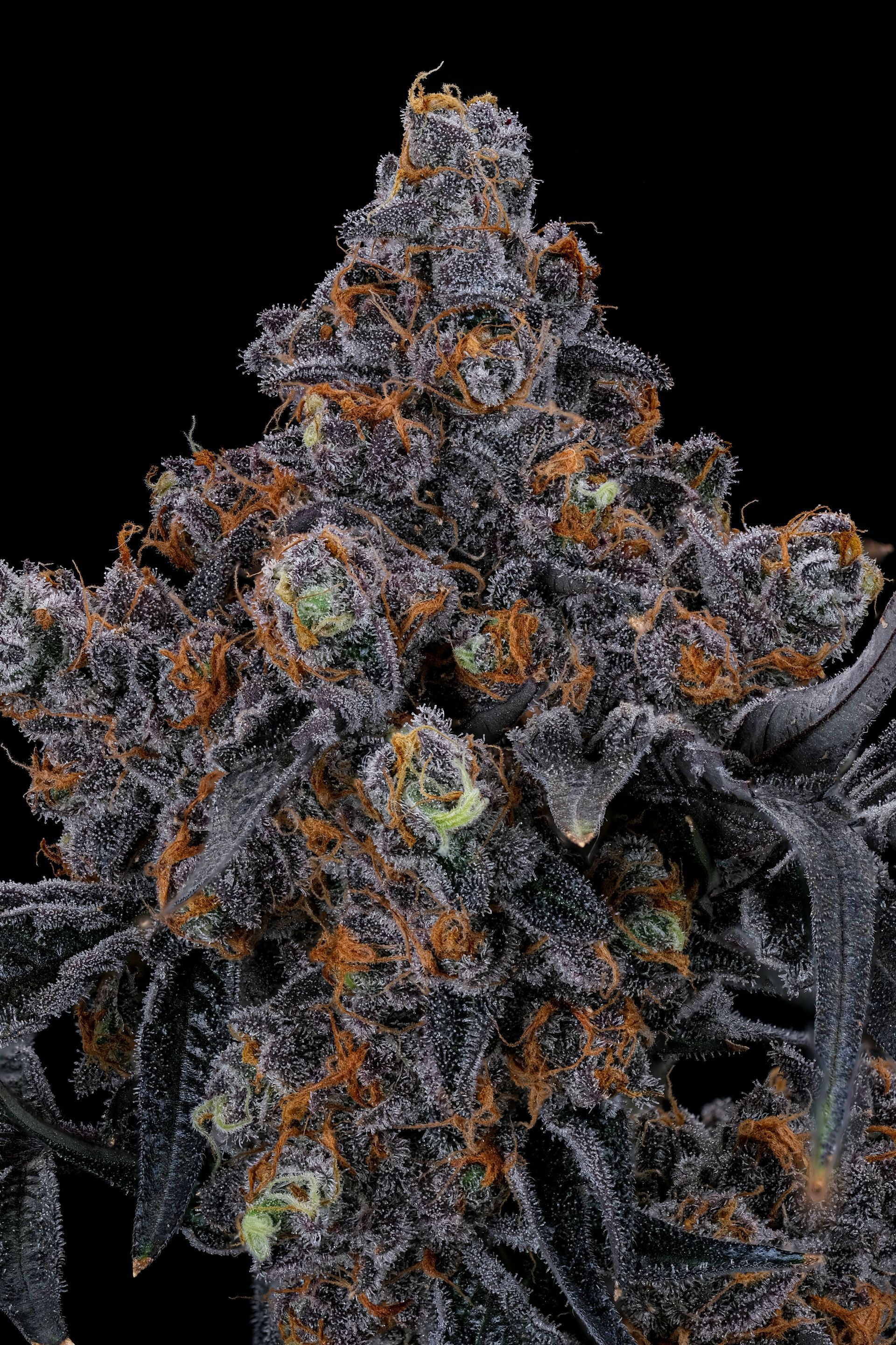 Close-up of a cannabis bud with dark purple, orange, and green colors, covered in trichomes.