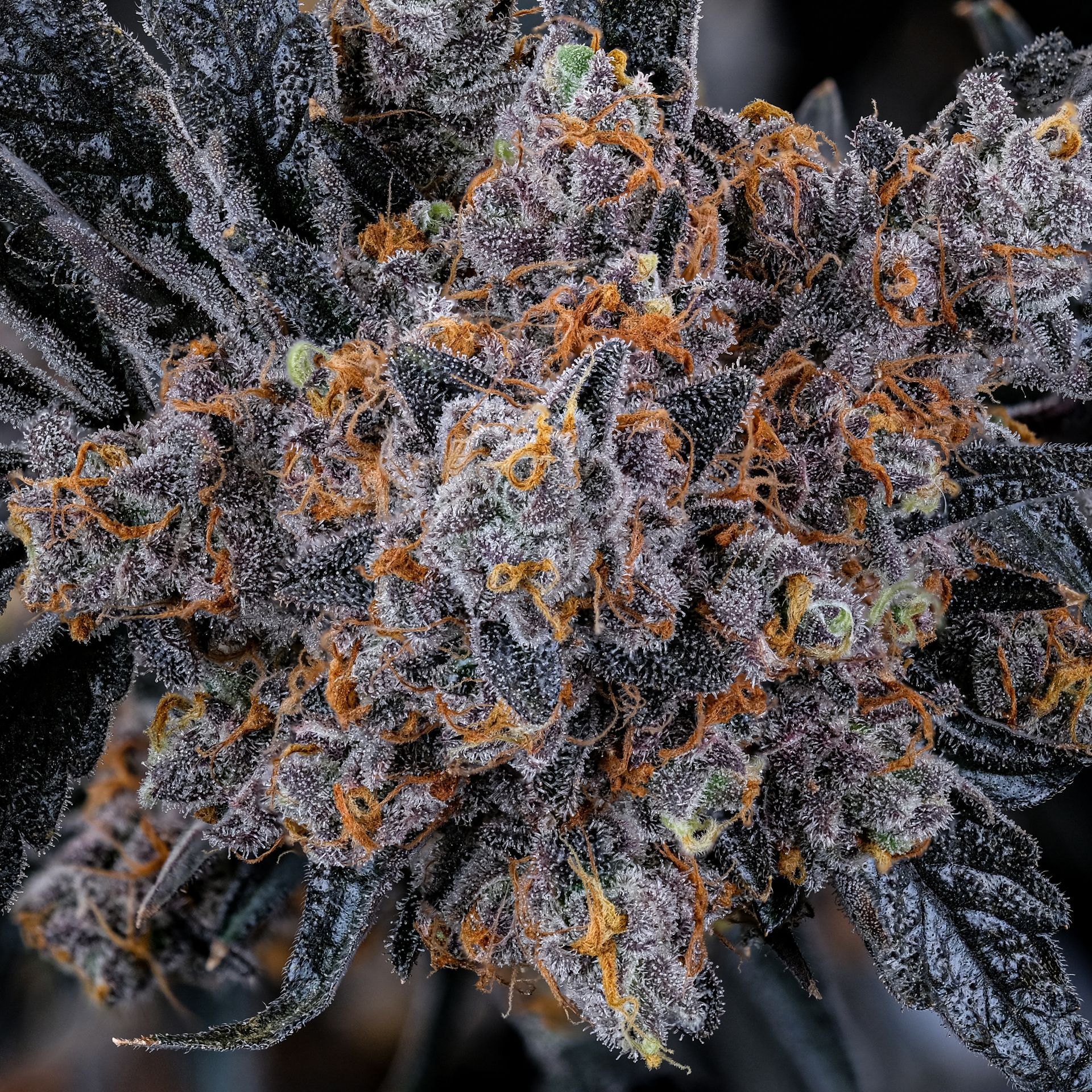 Close-up of dense, purple and orange cannabis bud with frosty trichomes and green accents.