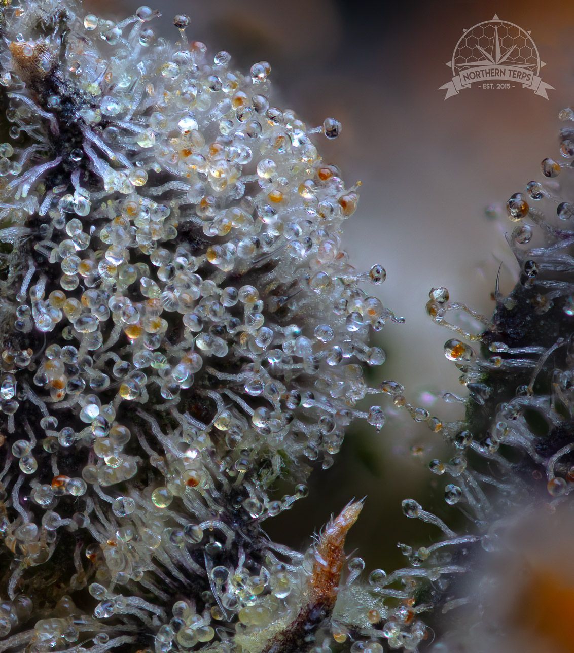 Close-up of cannabis bud covered in trichomes, glistening with resin droplets.