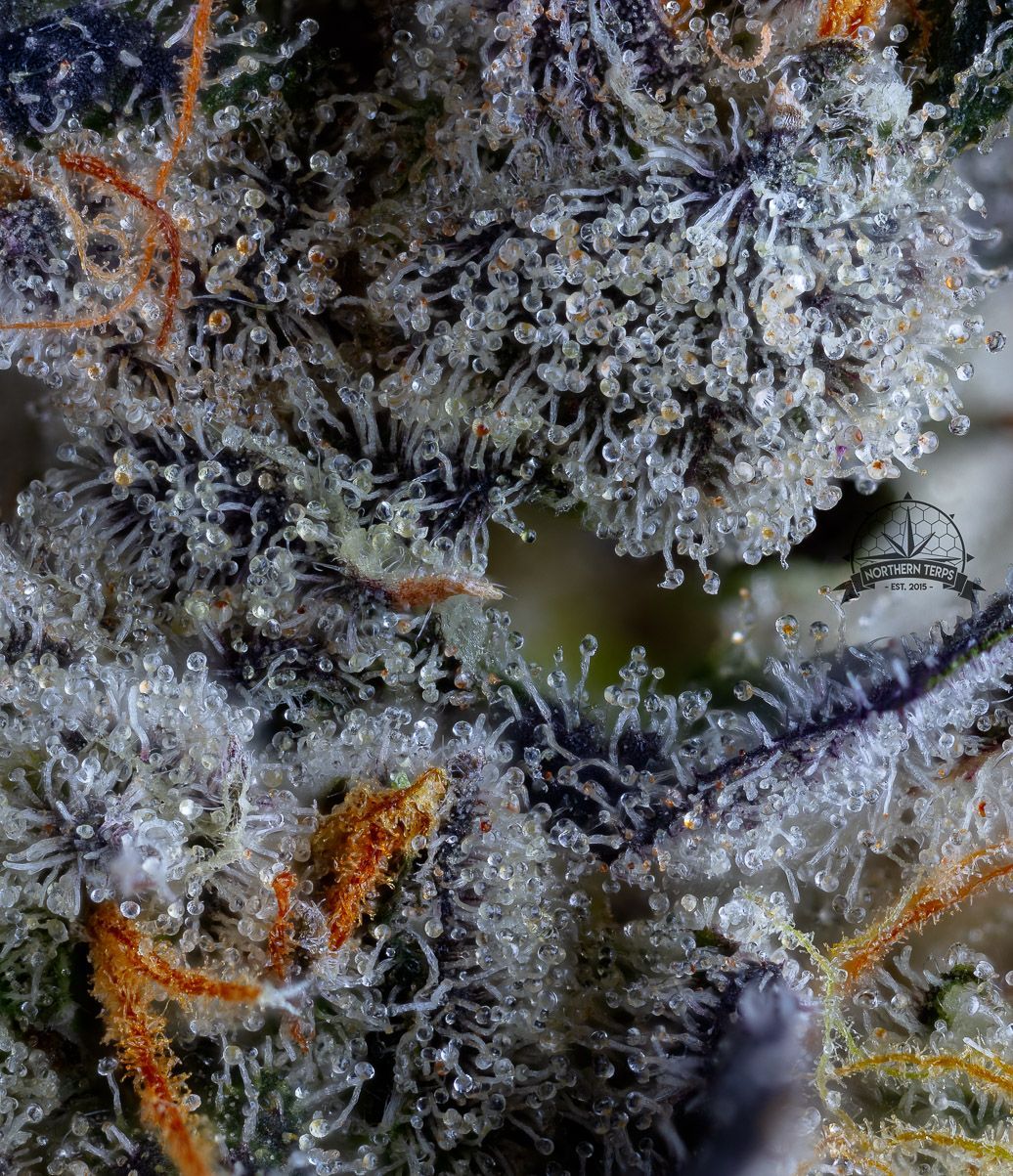 Close-up of cannabis bud covered in trichomes, with orange hairs and hints of purple.