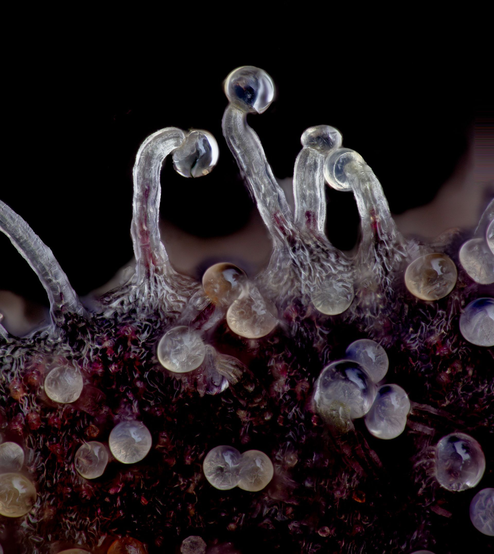 Close-up of a dark, textured surface with many small, translucent, bulb-shaped structures. Some have curved stalks.
