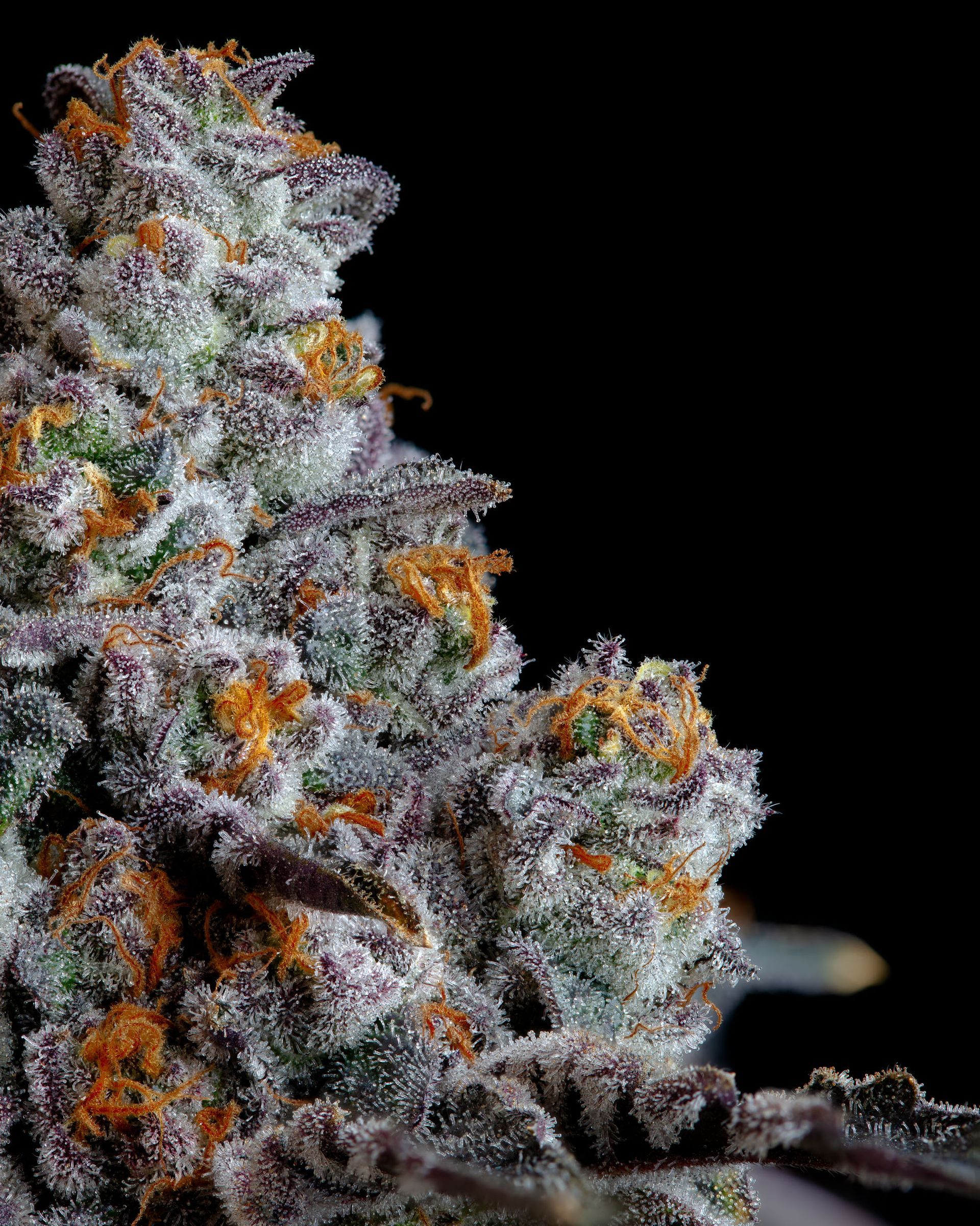 Close-up of cannabis bud covered in trichomes, with orange pistils and purple and green hues against black background.