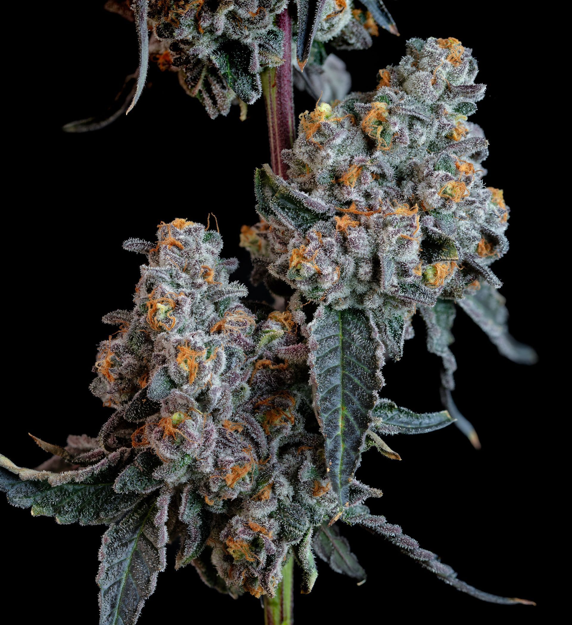 Close-up of cannabis buds with orange hairs, covered in white trichomes, against a black background.