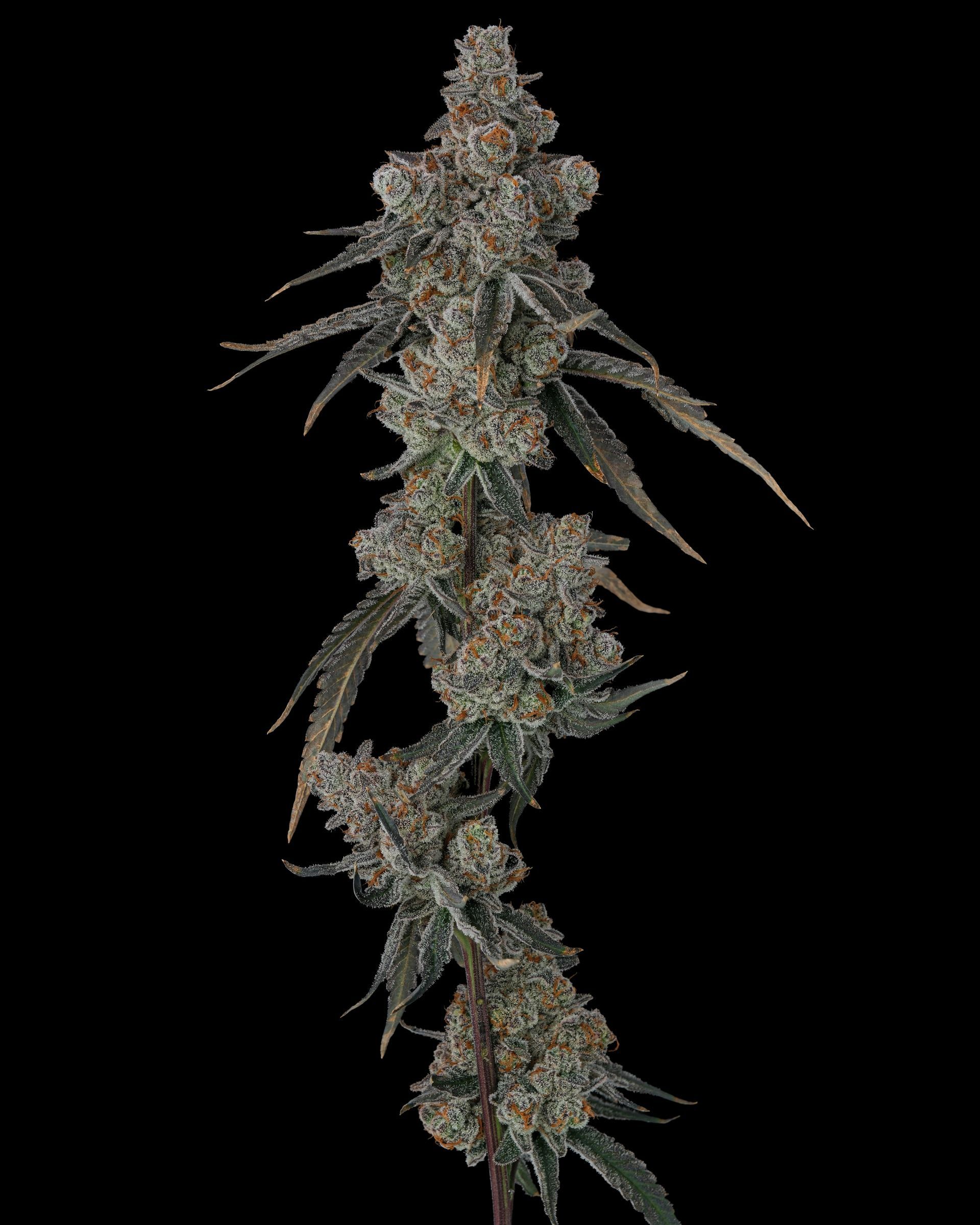 A cannabis bud with dense, trichome-covered flowers, dark green leaves, and a black background.