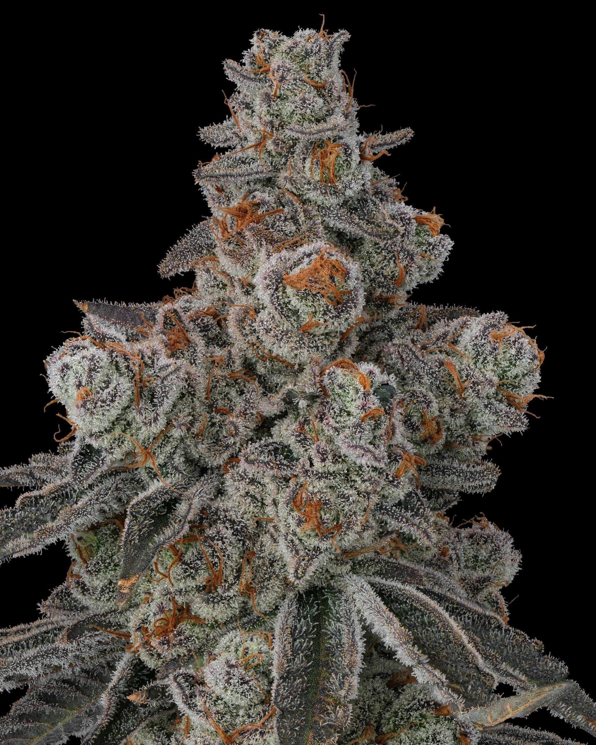 Cannabis bud, tightly packed, covered in frosty trichomes, against a black background.