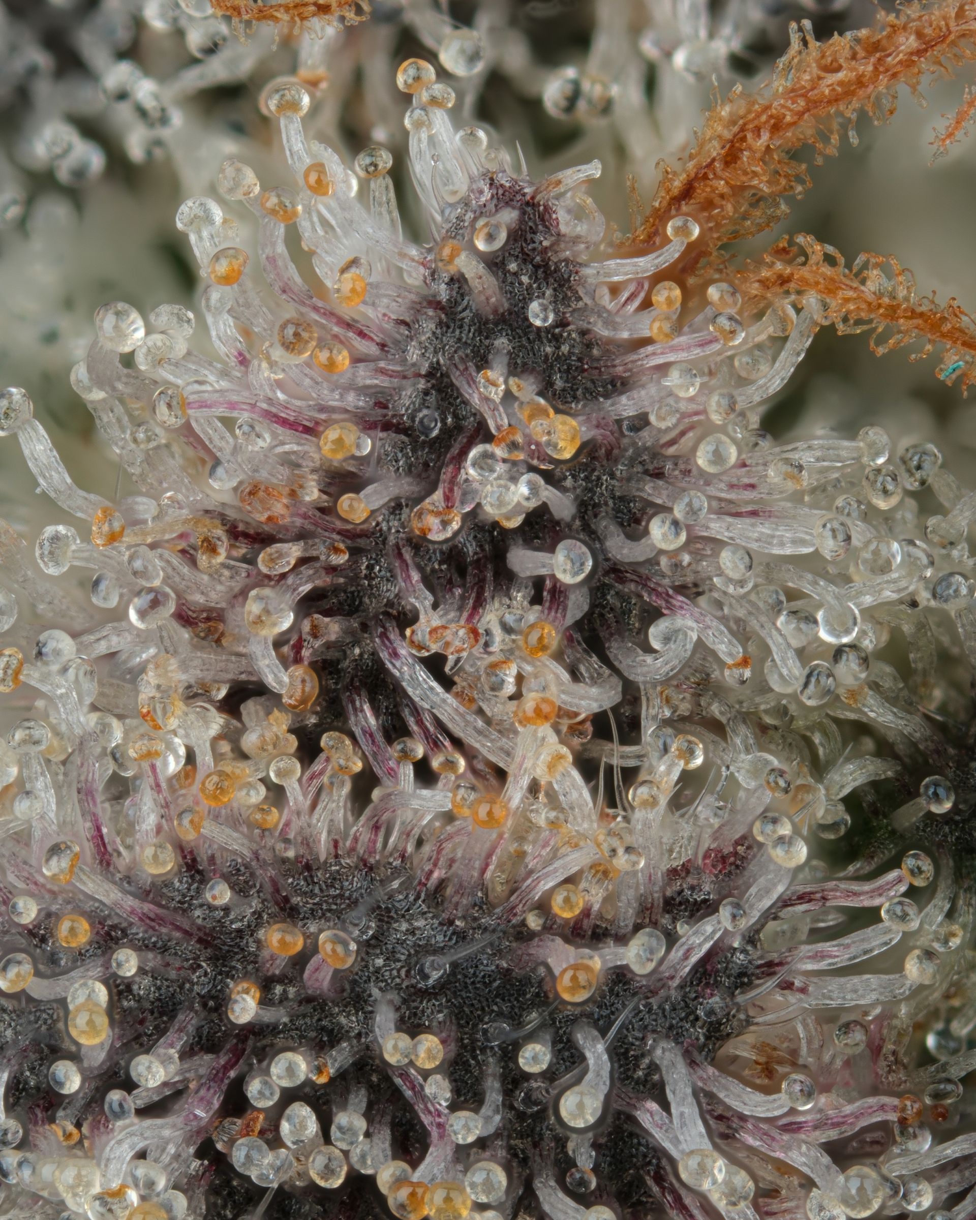 Close-up of cannabis bud with purple hues and crystal-like trichomes, orange pistils.