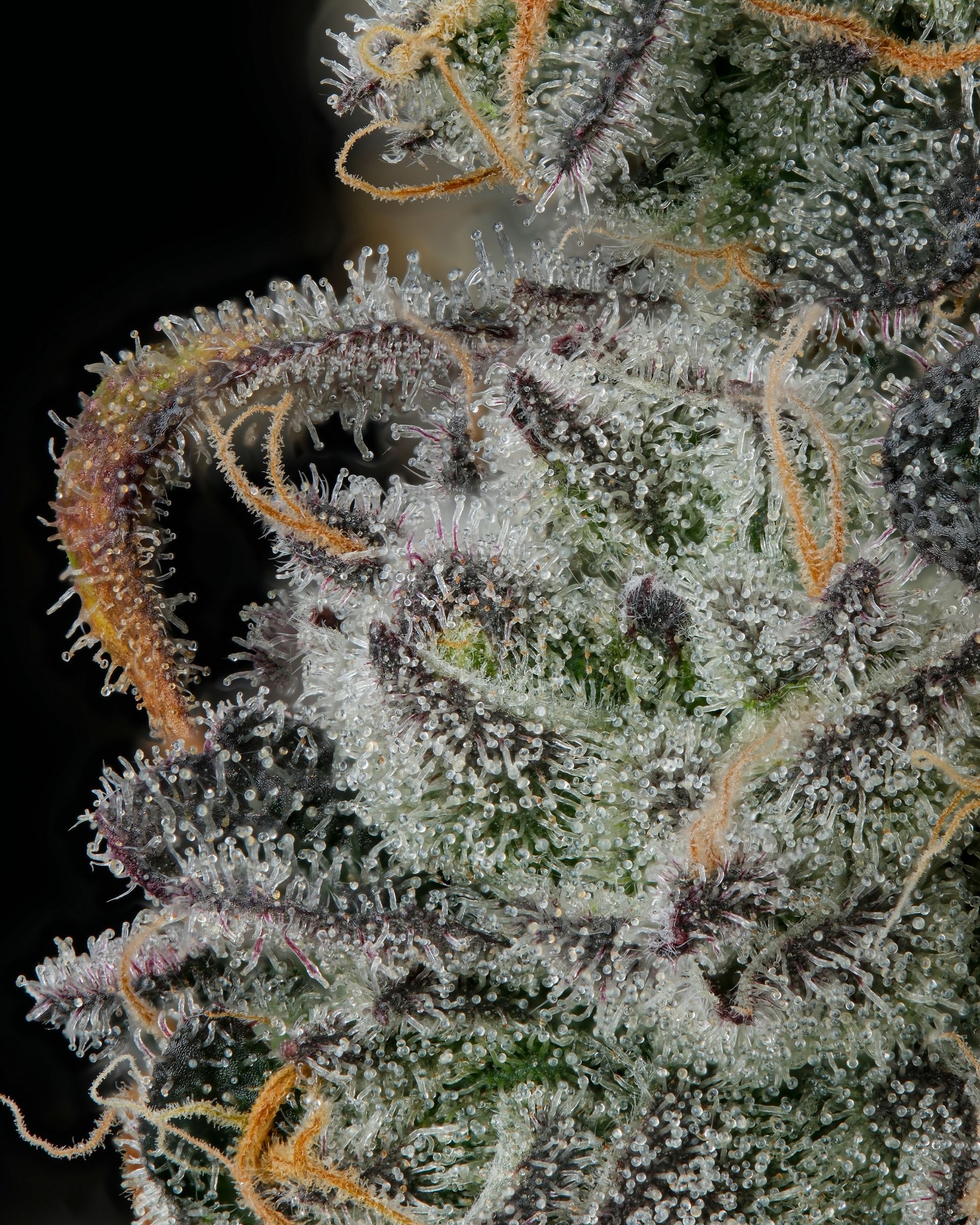 Close-up of a cannabis bud covered in white trichomes and orange hairs, with purple hues.