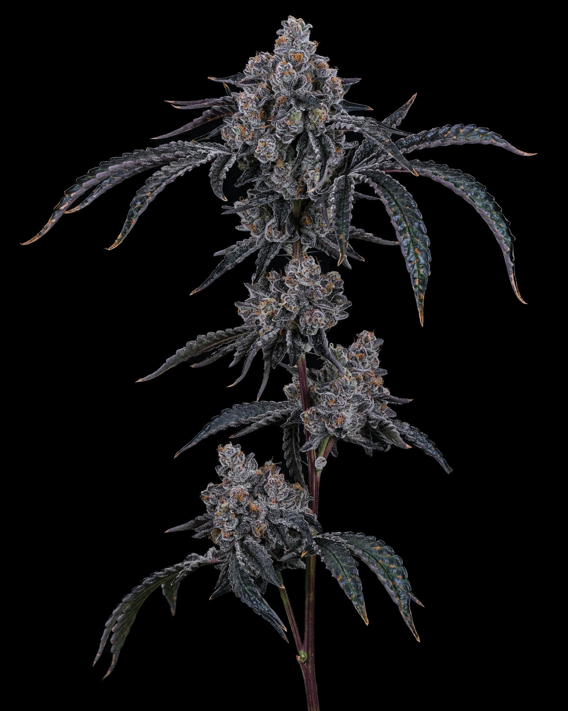 Dark purple cannabis bud on black background.