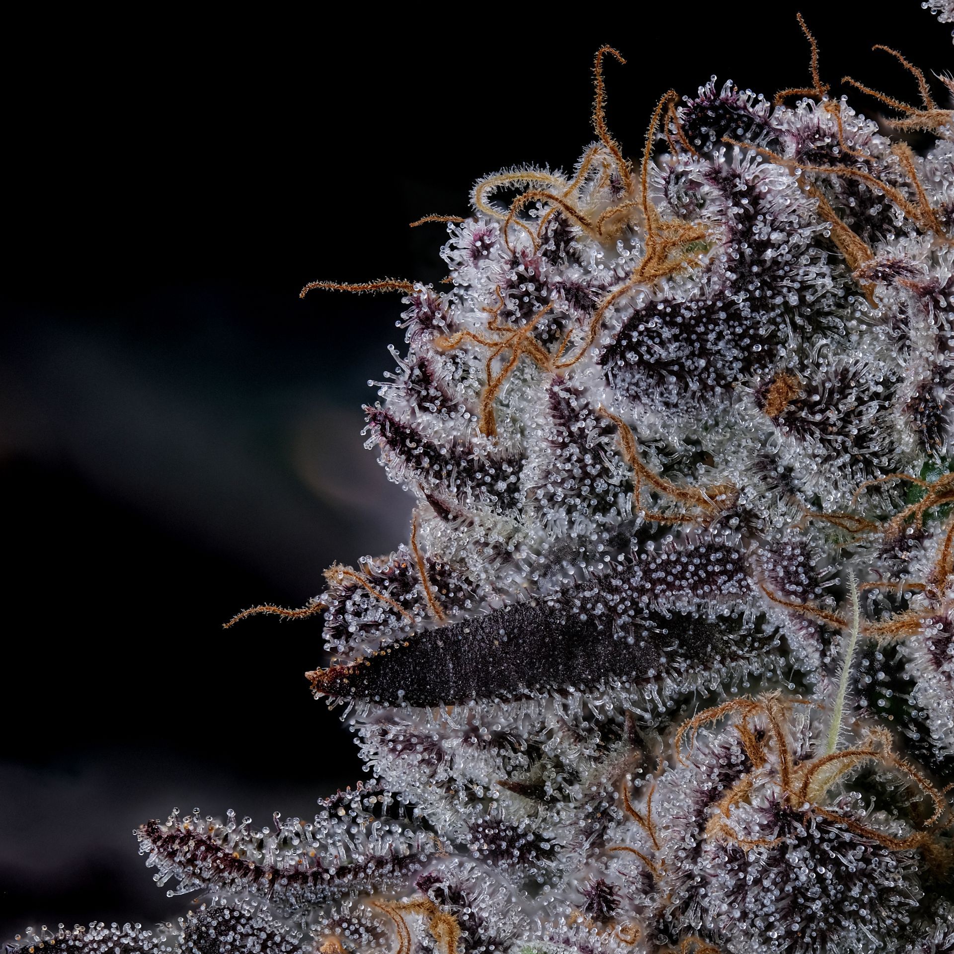 Purple cannabis bud covered in white trichomes and orange pistils.