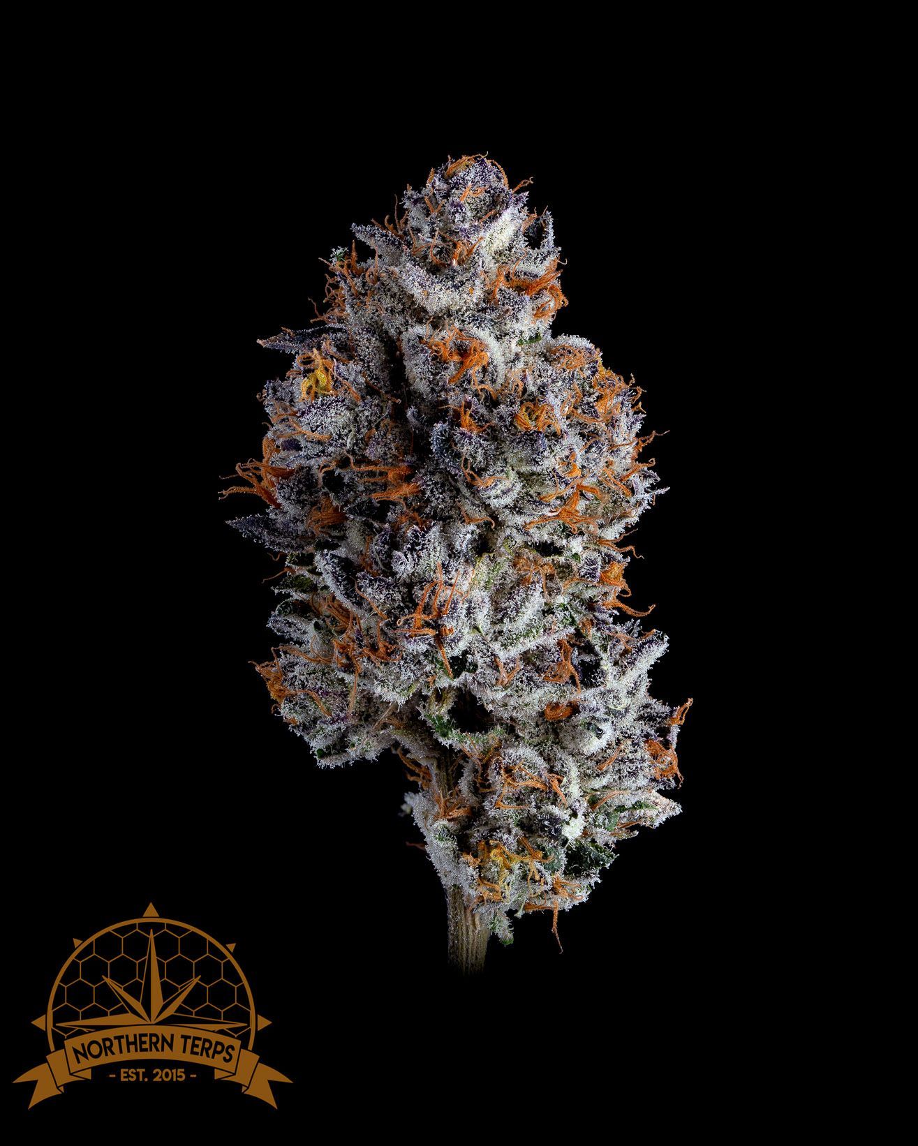 Cannabis bud, purple and orange tones, covered in white trichomes, black background.