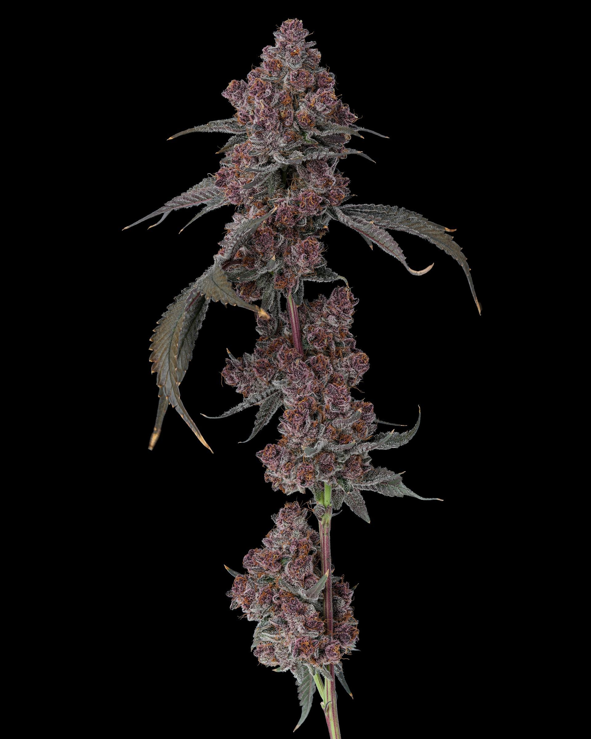 Dark purple cannabis bud with trichomes, isolated on black background.