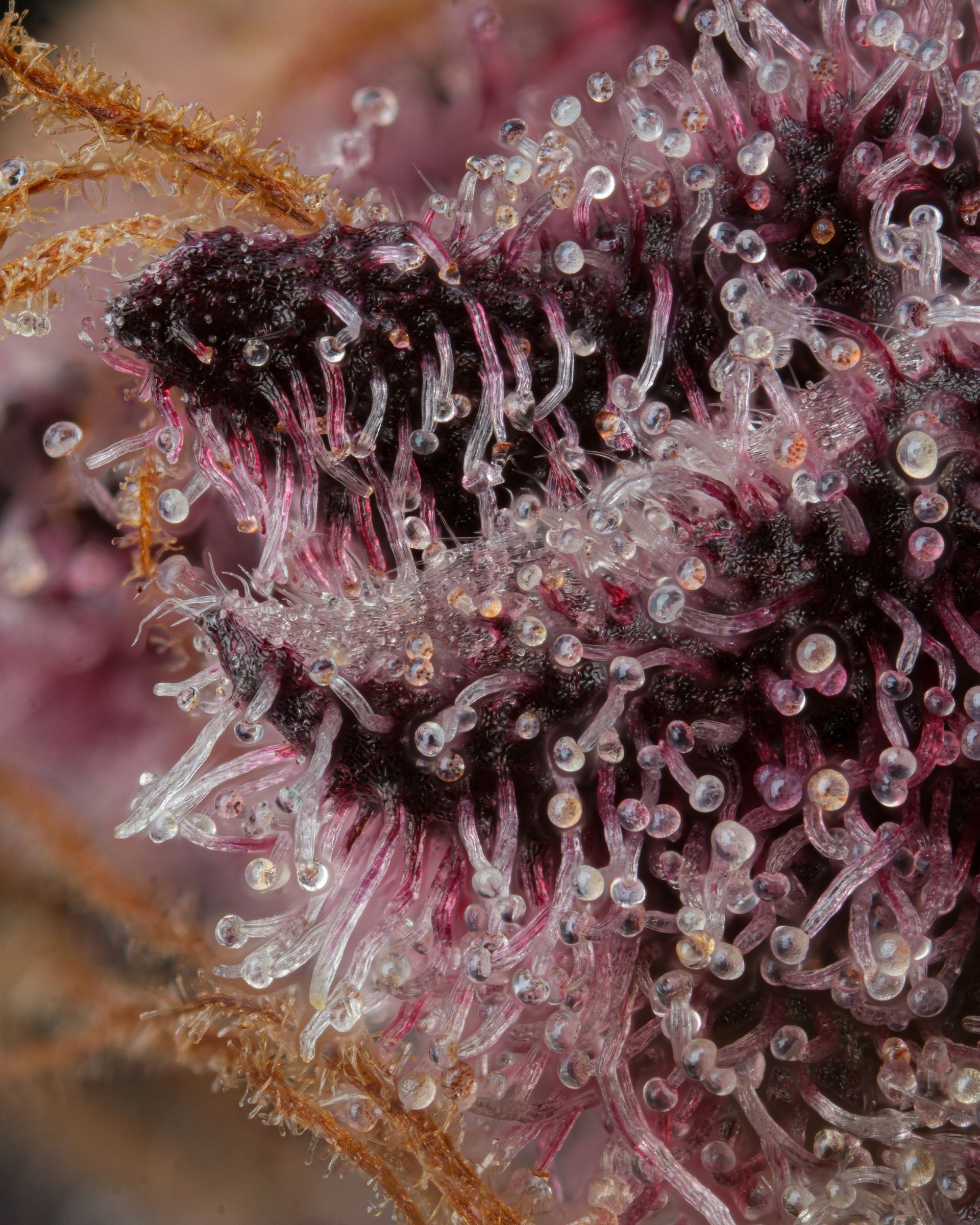 Close-up of a deep purple cannabis bud covered in trichomes.