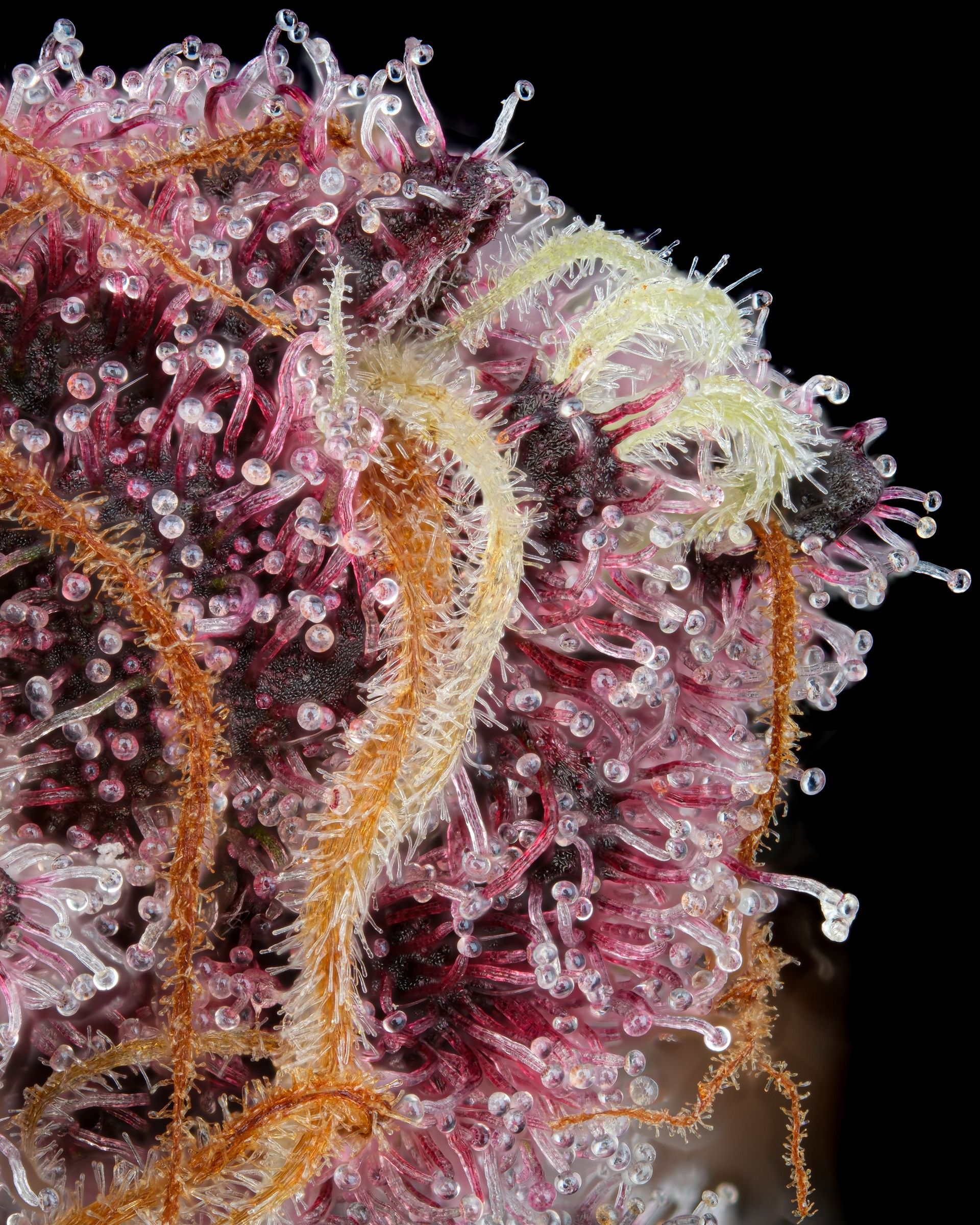 Close-up of a vibrant purple cannabis bud with orange and white hairs, covered in translucent trichomes.
