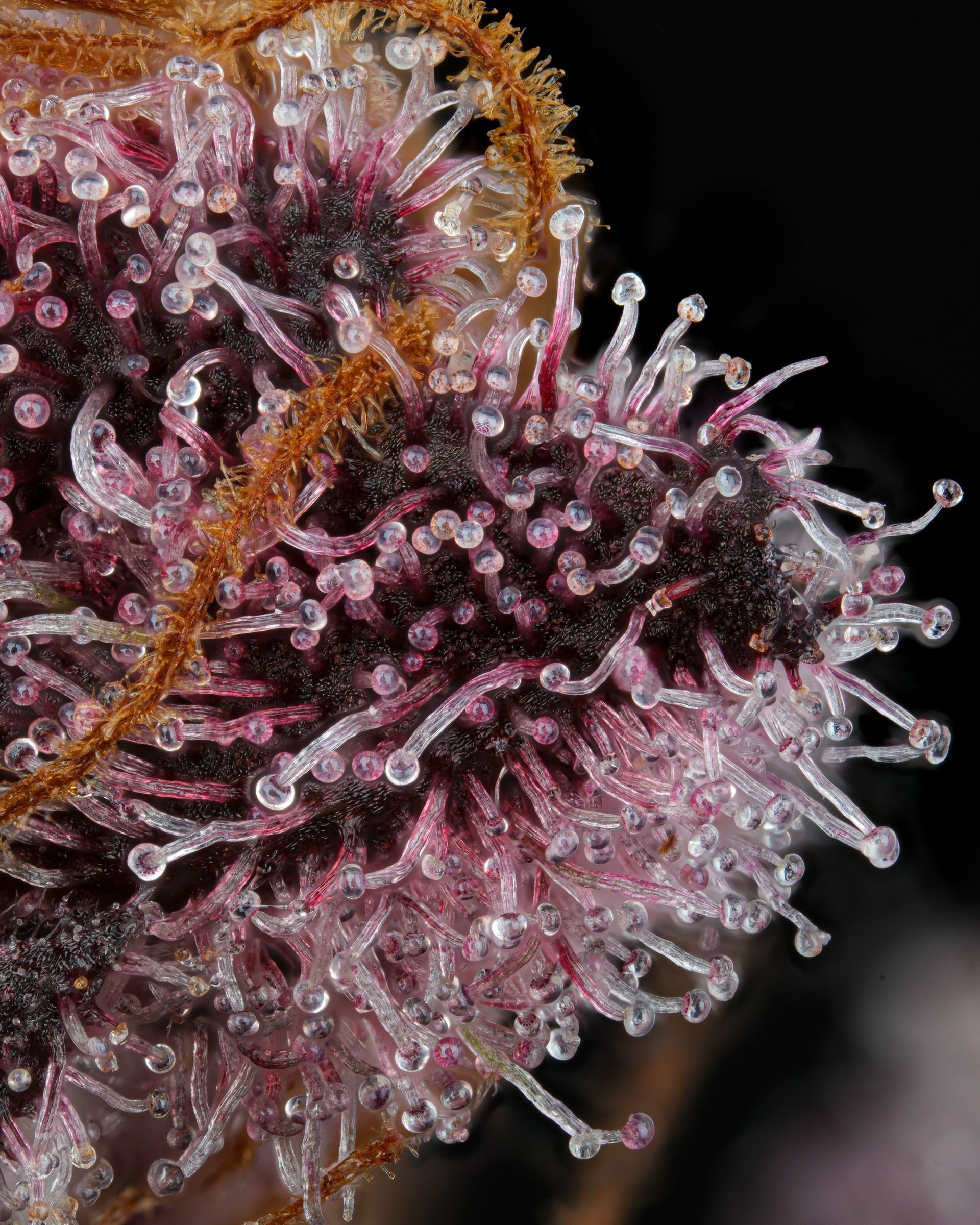 Close-up of a purple cannabis bud covered in trichomes, appearing crystalline and sticky.