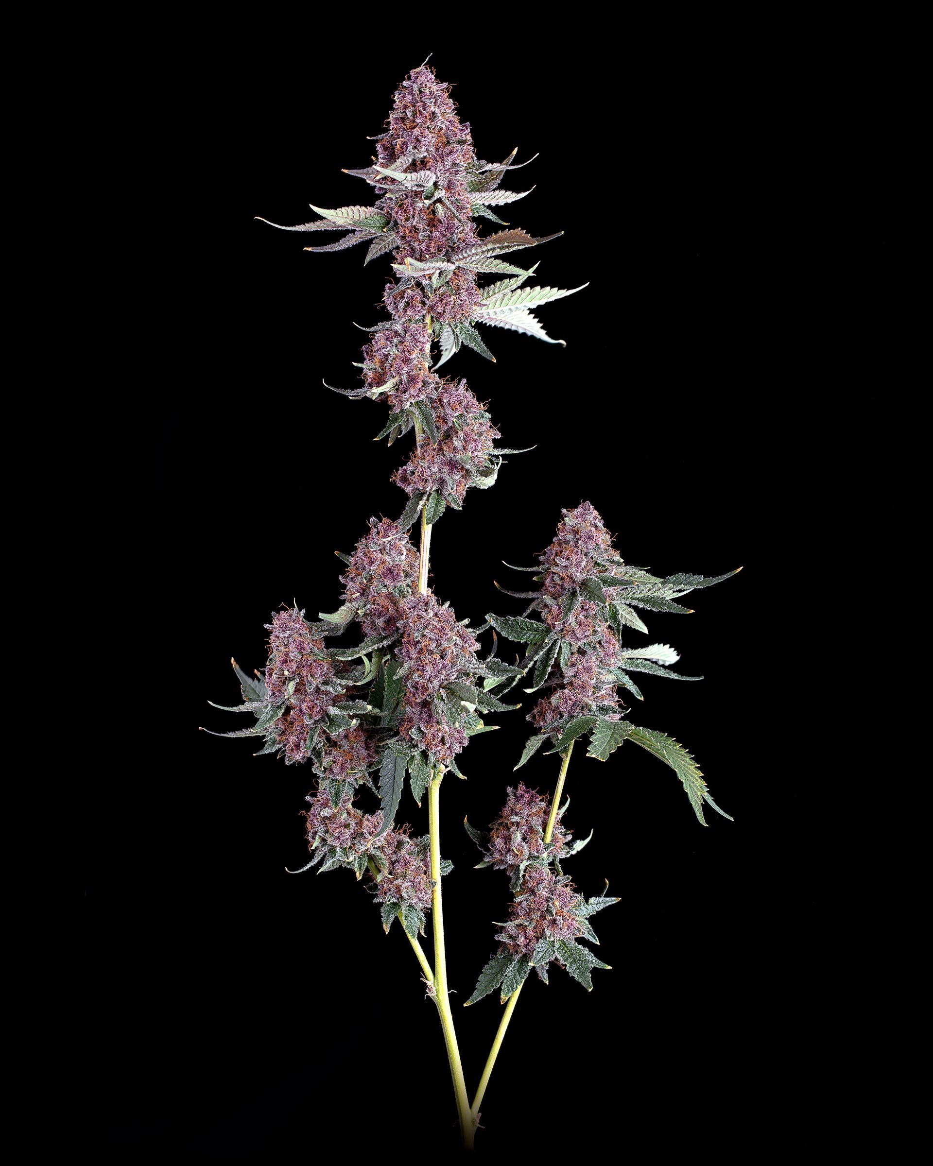 A plant with purple flowers and green leaves on a black background.