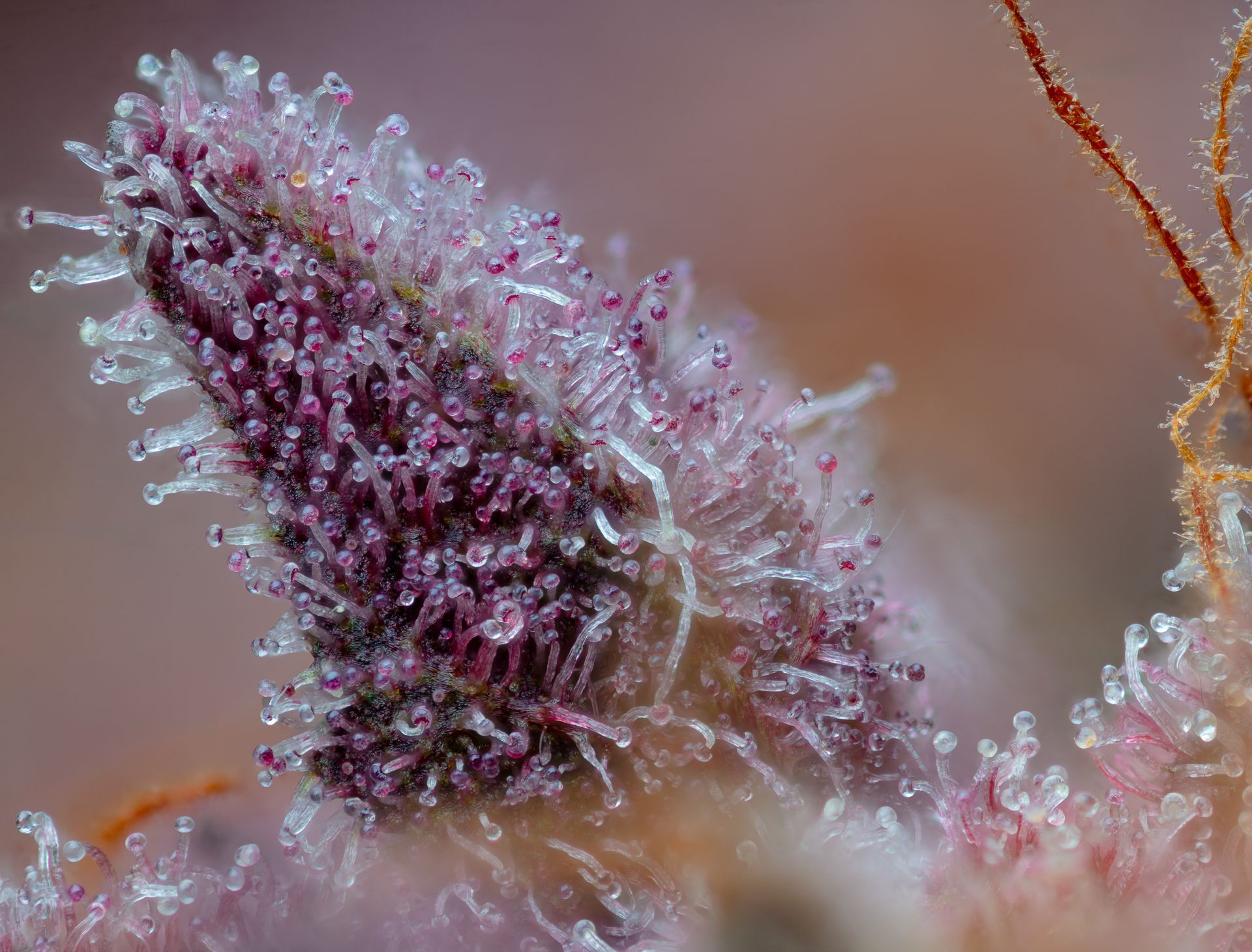 Close-up of a purple cannabis bud with frosty trichomes, appearing crystalline and sticky.