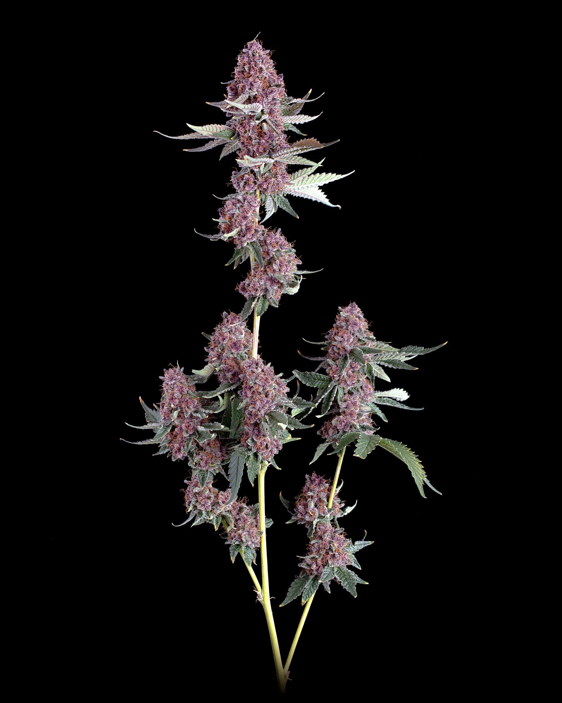 Purple cannabis buds on a stem, isolated against a black background.