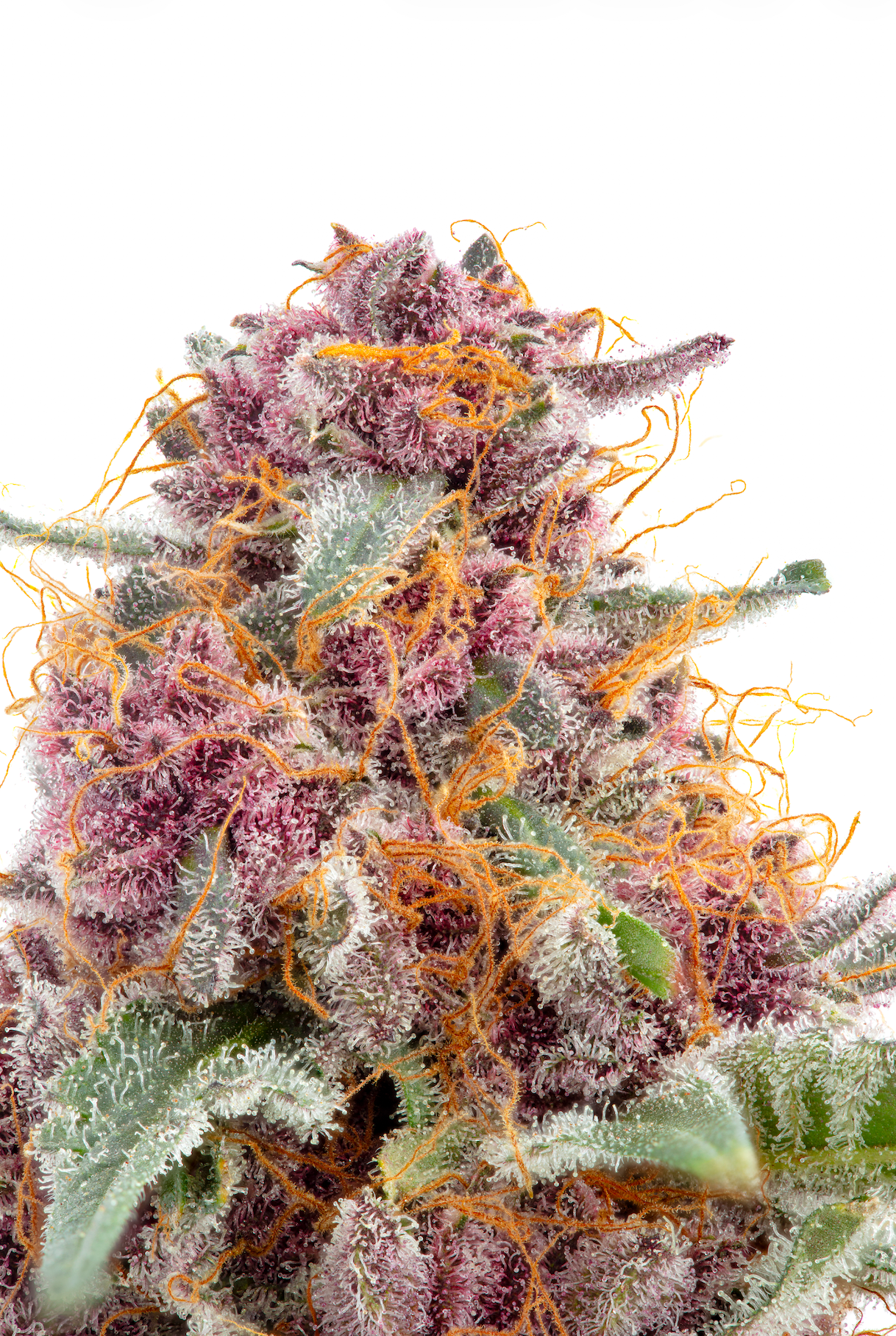 Purple and orange cannabis bud with white trichomes, isolated on white background.