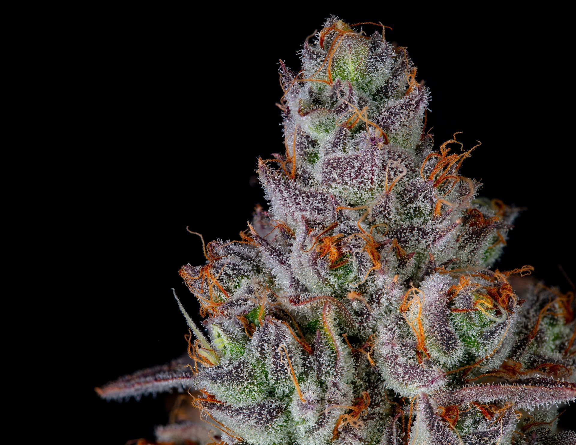 Close-up of a cannabis bud with purple, green, and orange hues, covered in trichomes against a black background.