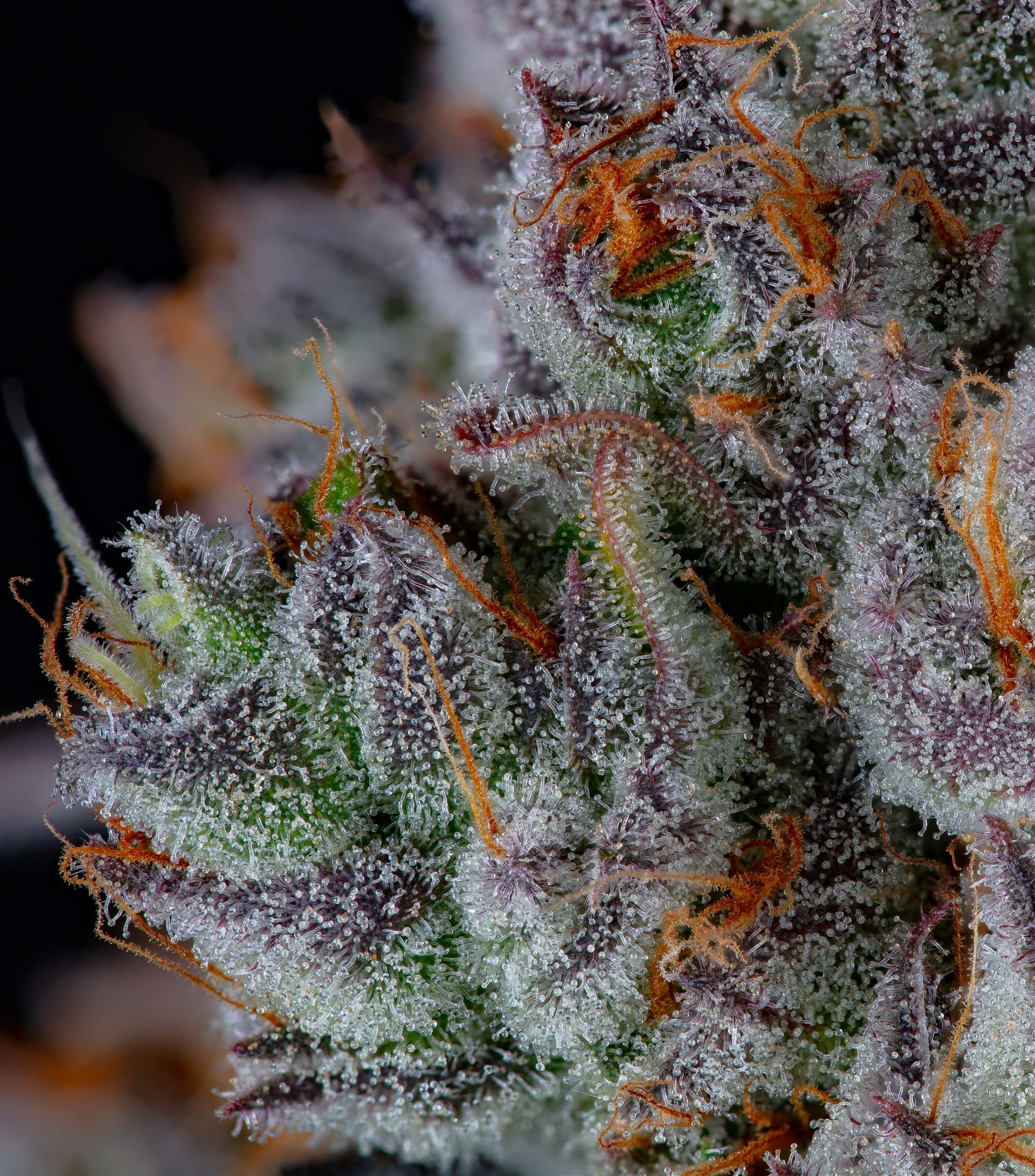 Close-up of cannabis bud with purple and green hues, covered in white trichomes and orange hairs.