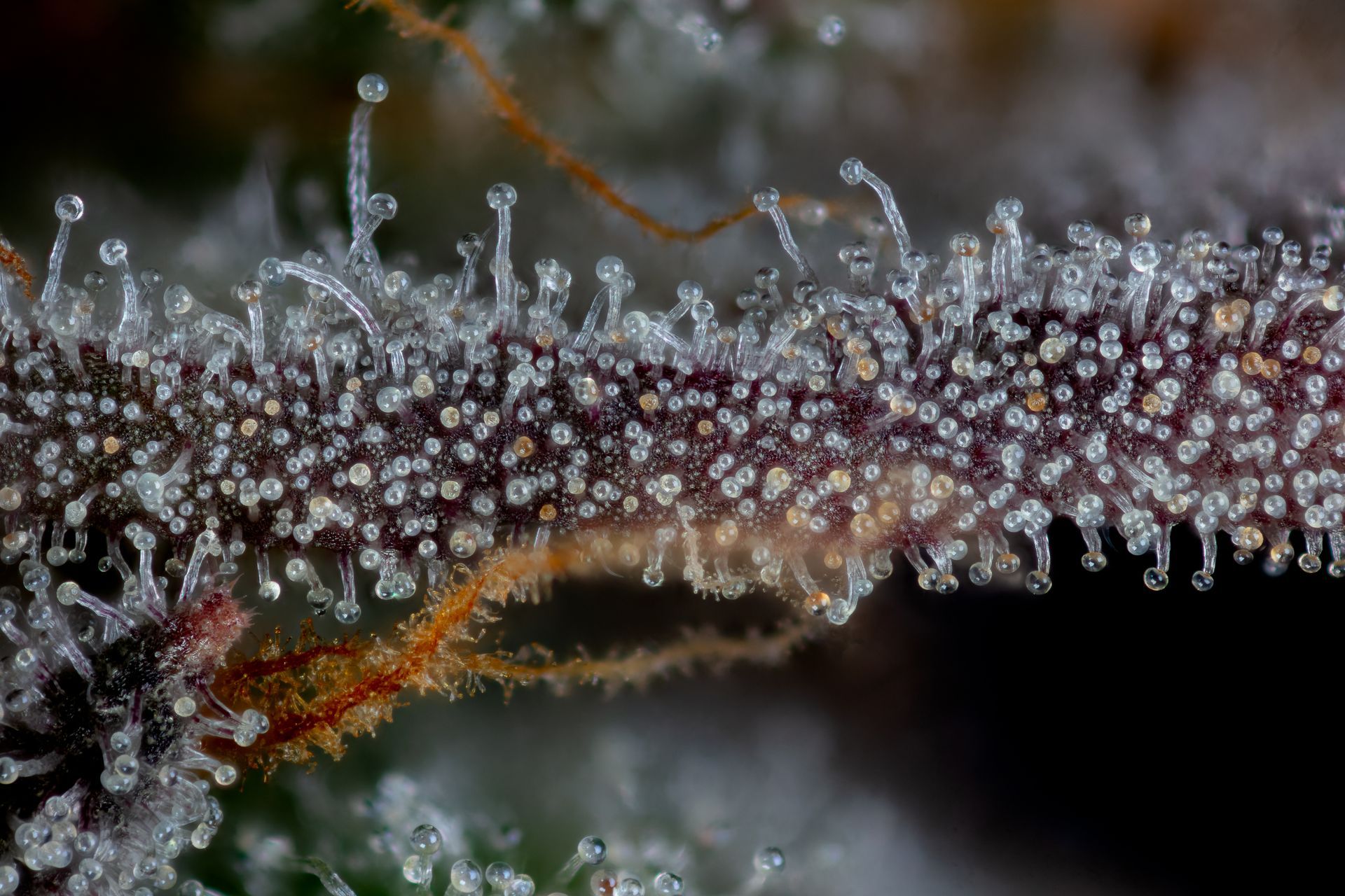 Close-up of a cannabis bud covered in trichomes, appearing frosty with a purple hue.