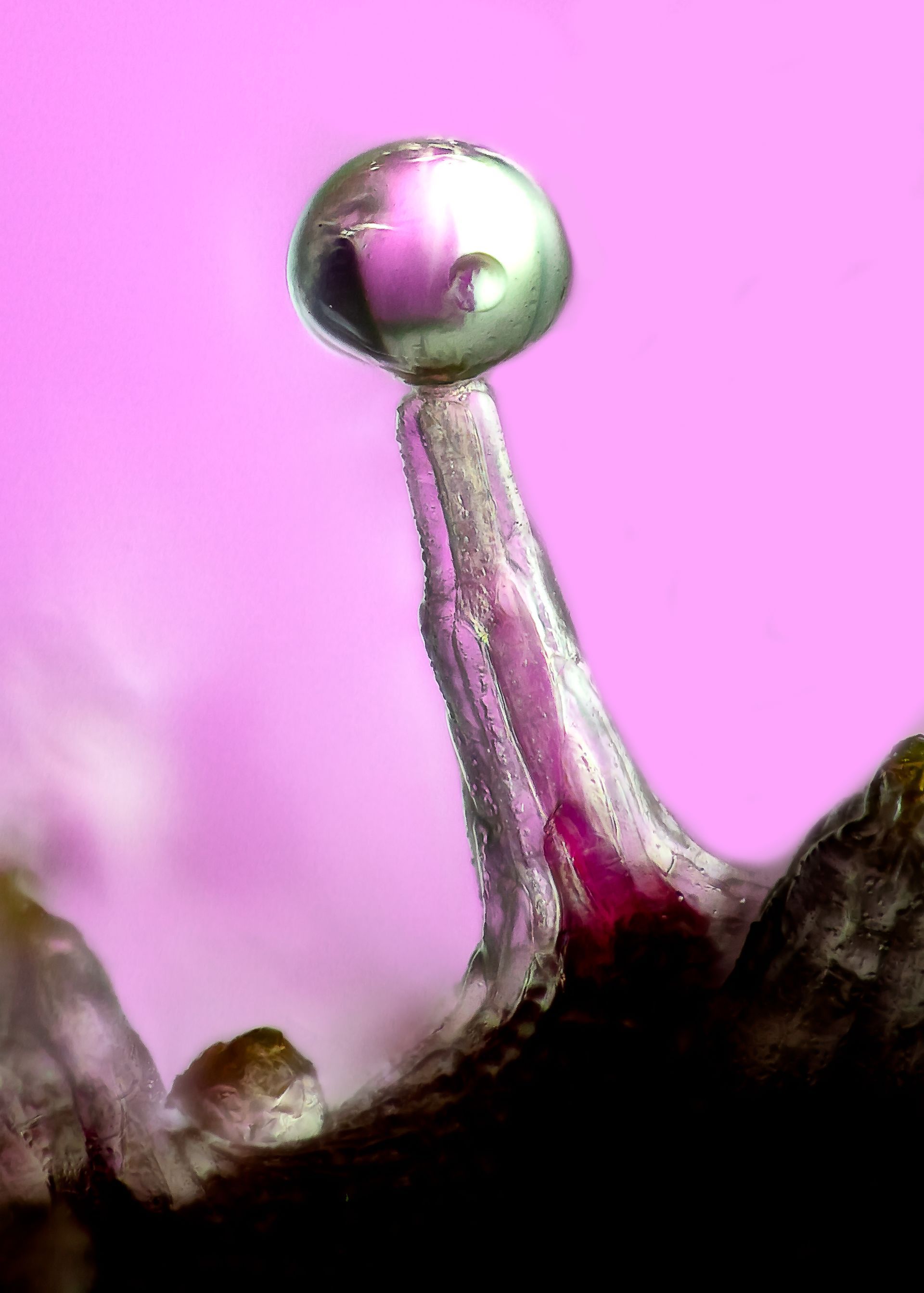 A microscopic close-up of a cannabis trichome with a clear, spherical head against a pink background.