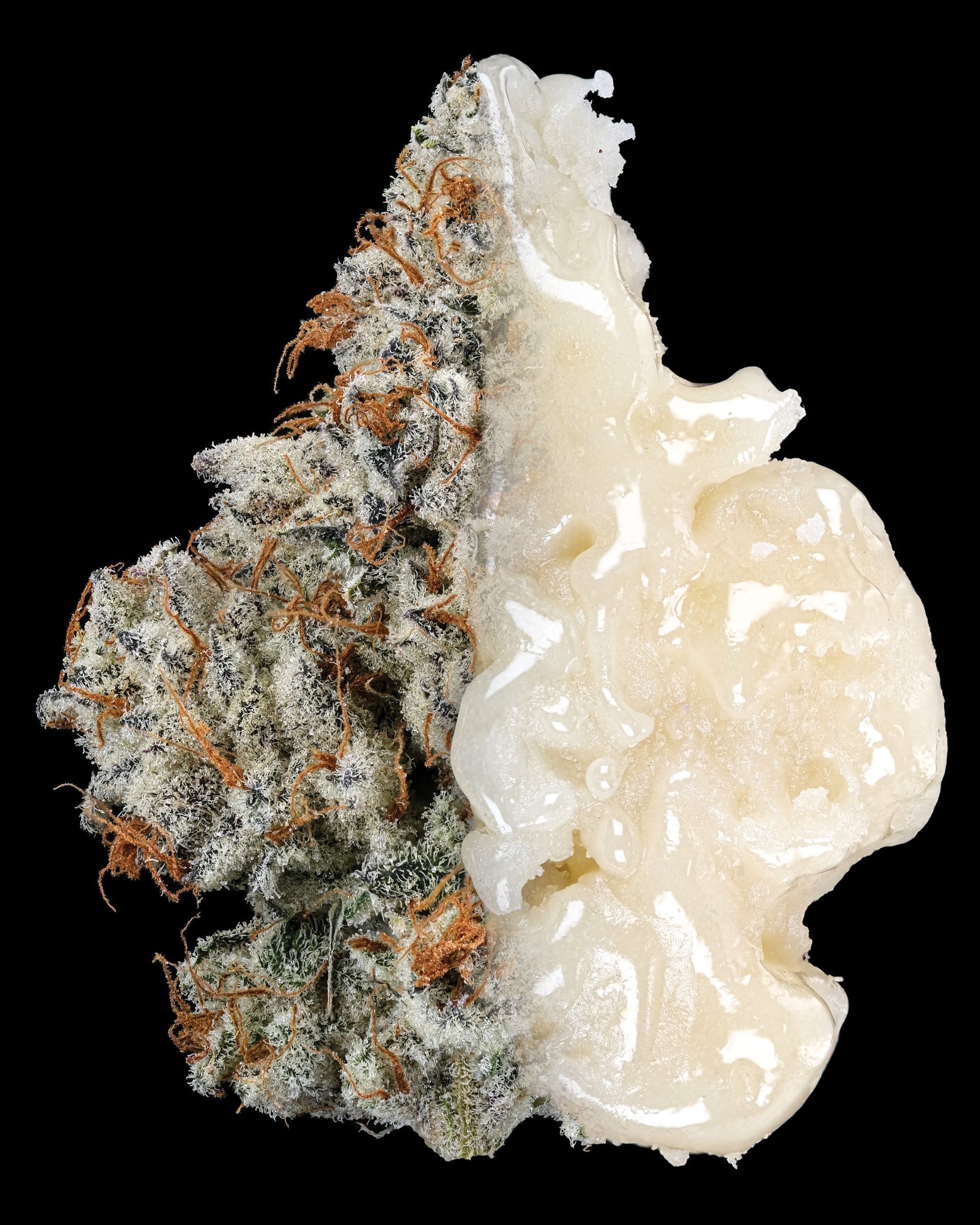 Cannabis bud coated in glistening, light-colored resin, set against a black background.