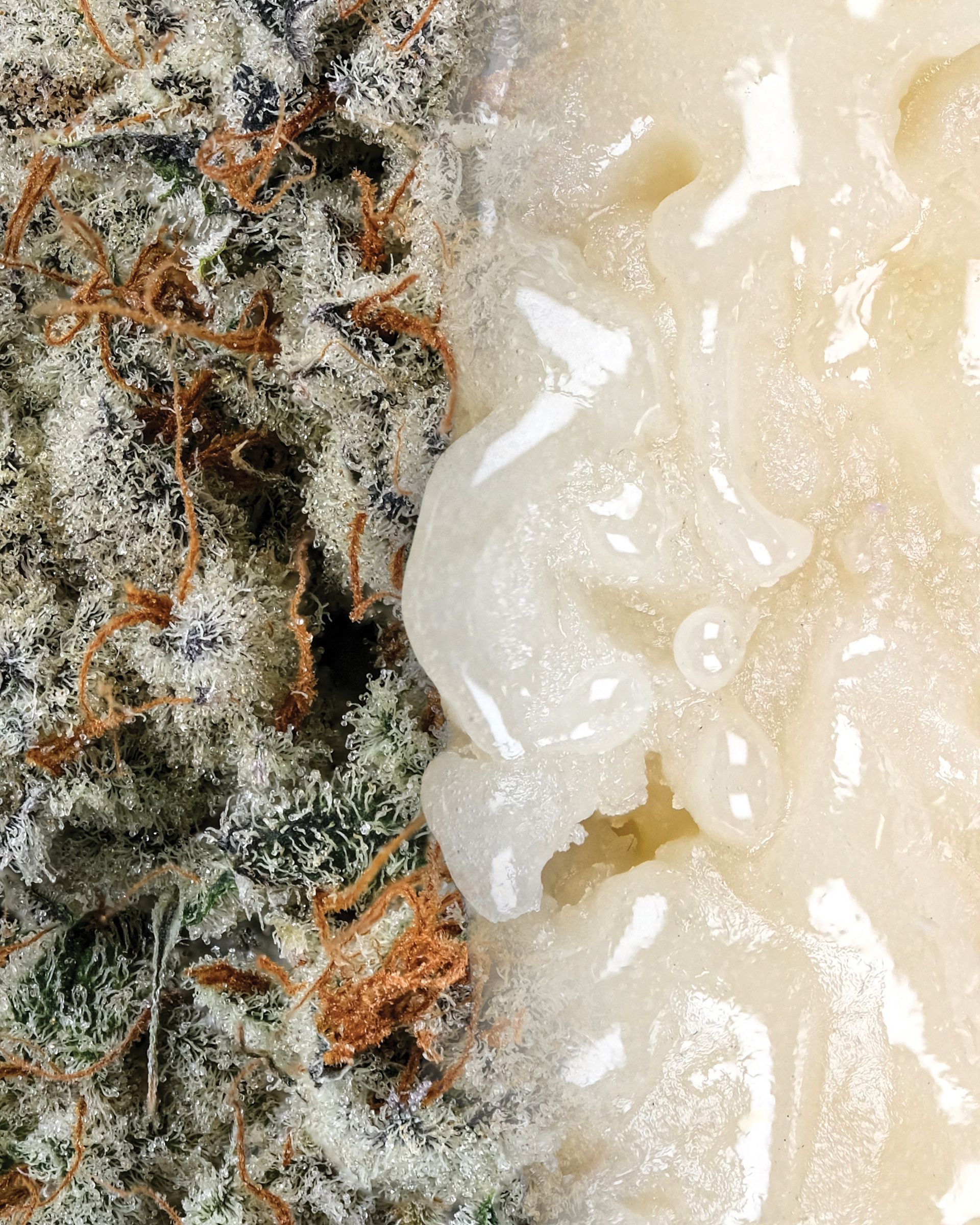 Cannabis flower next to a blob of light-colored resin, both close-up.