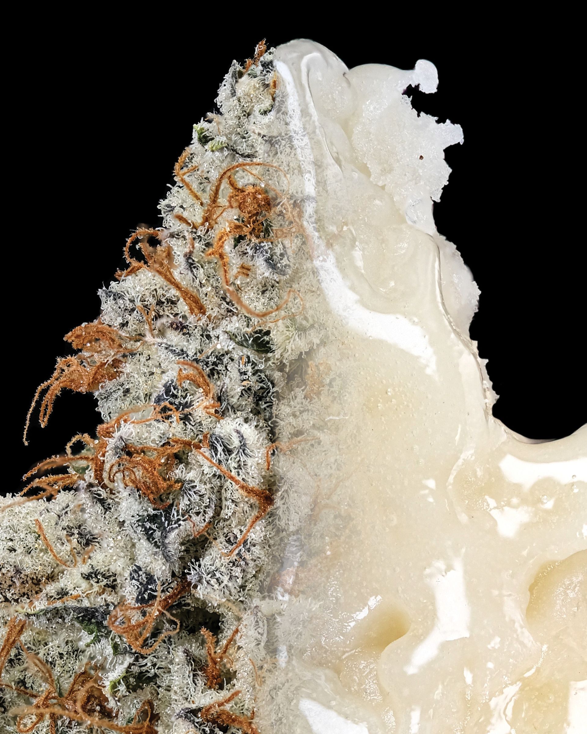 Cannabis bud next to a viscous, light-colored extract against a black background.
