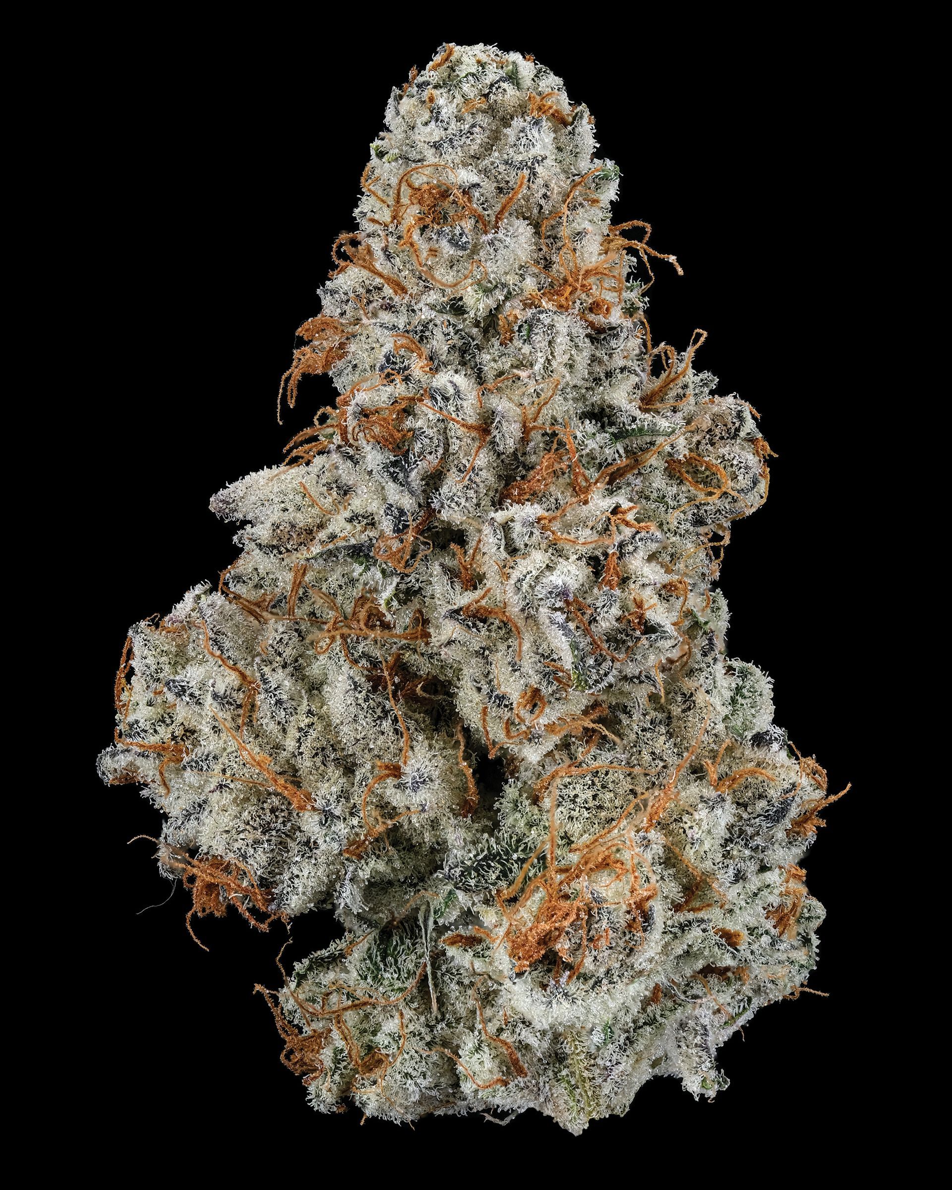 Cannabis bud, covered in white trichomes and orange hairs, against black background.