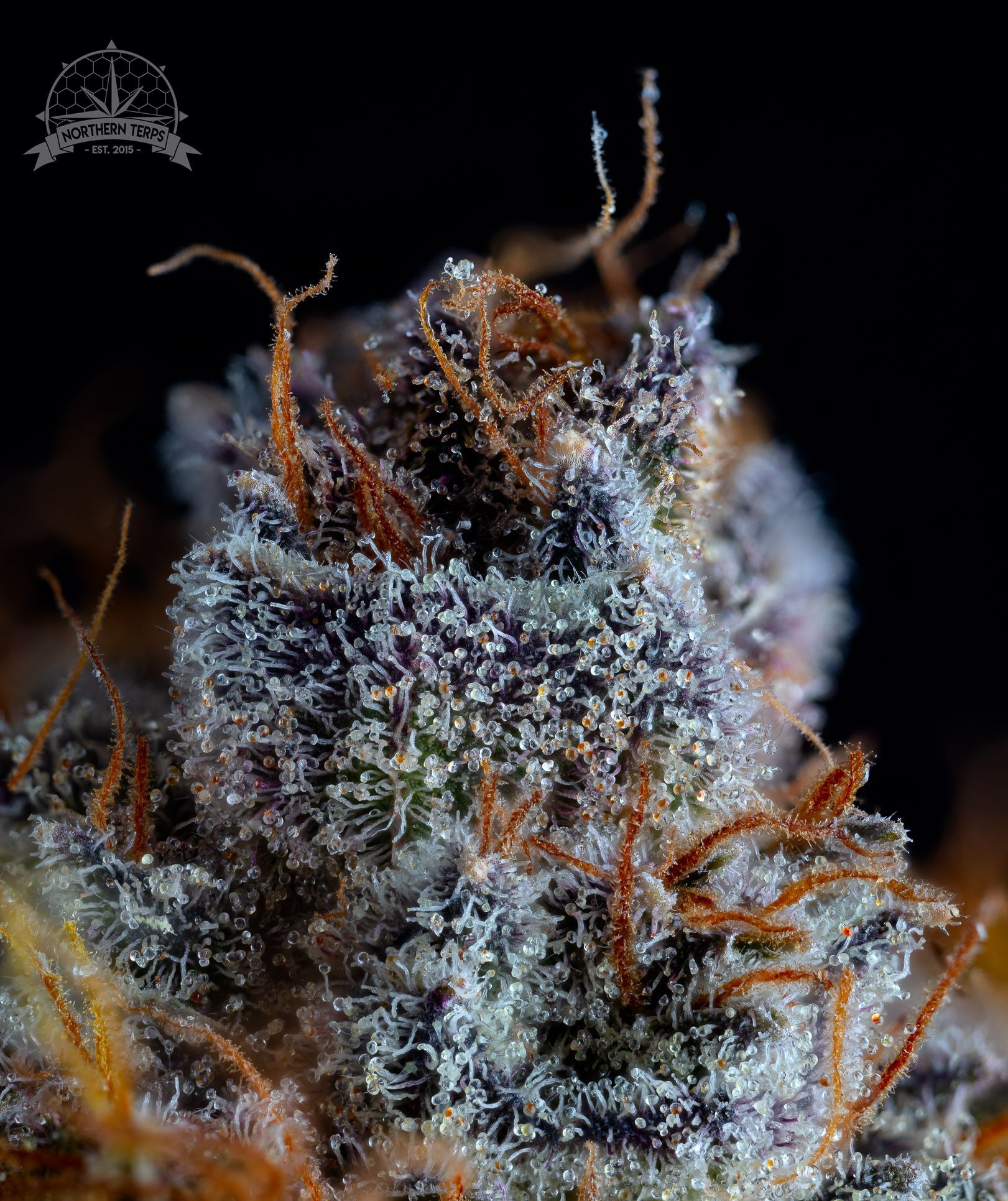 Close-up of cannabis bud; purple and green hues with orange hairs, covered in trichomes.