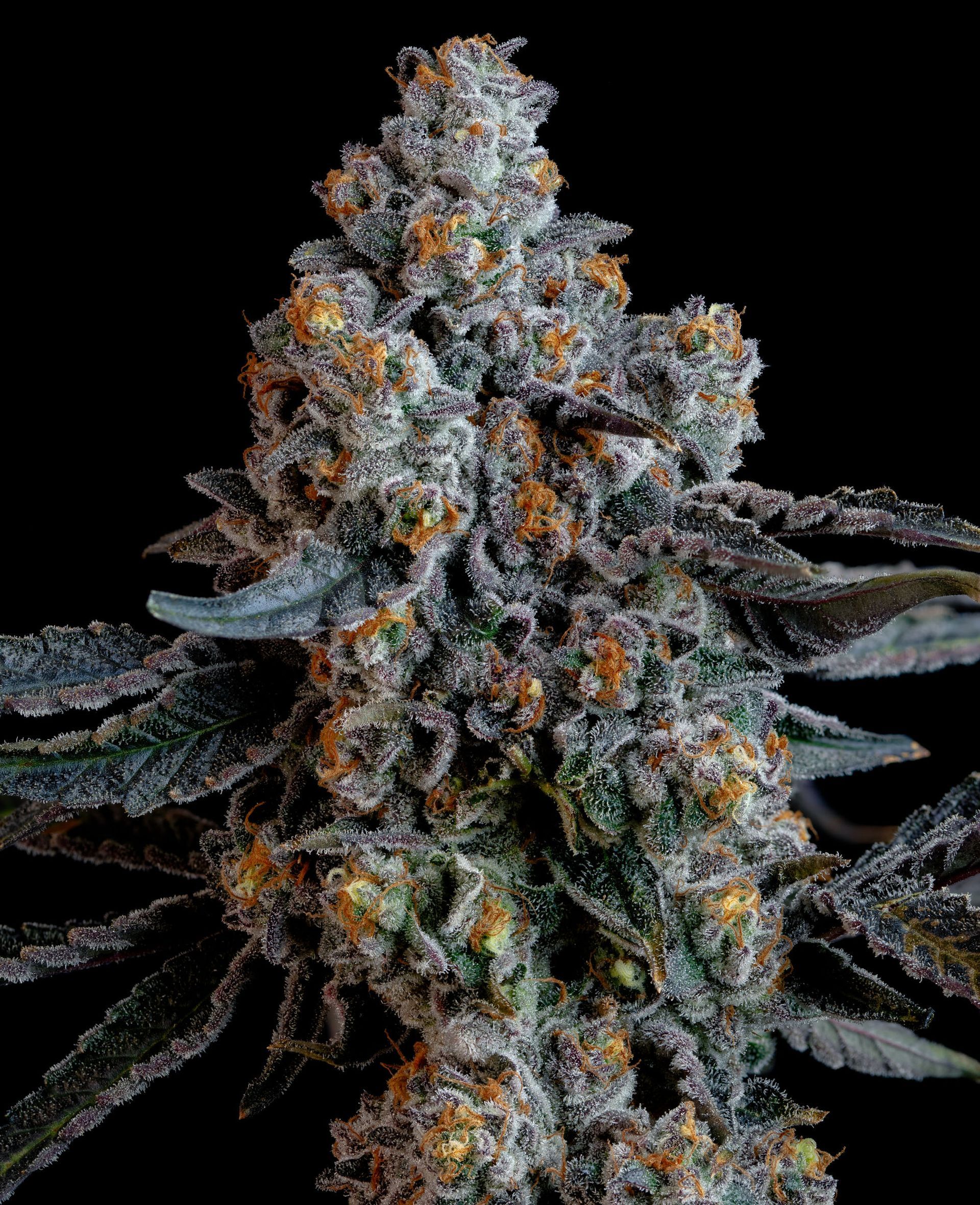 Cannabis bud with dense, frosty trichomes, amber pistils, and dark green leaves against a black background.