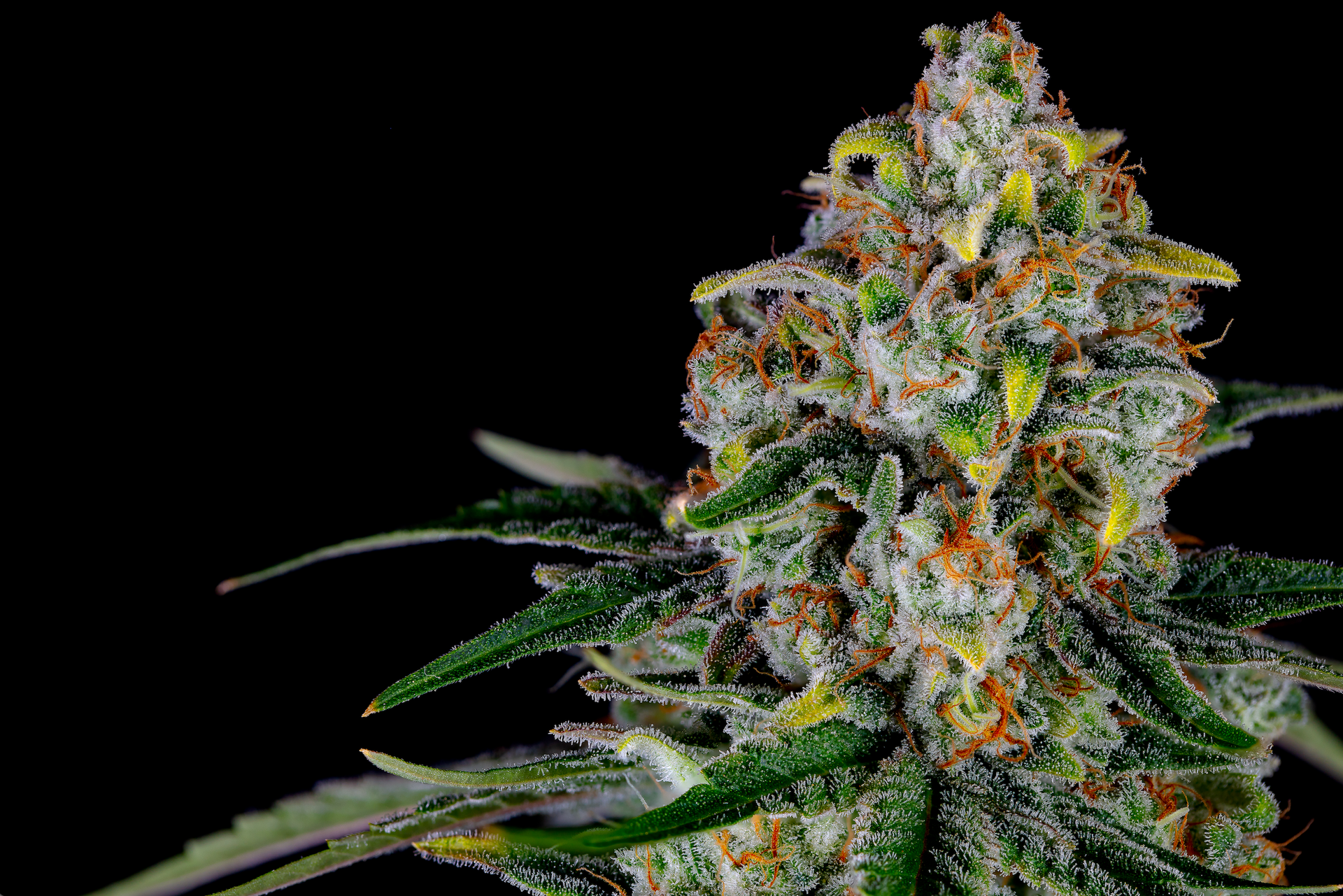 Close-up of a cannabis bud with vibrant green leaves, orange hairs, and a frosty, white coating.