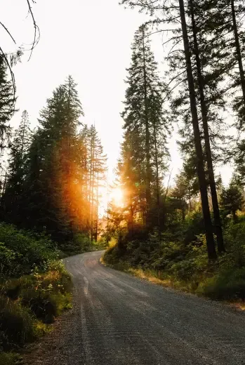 The sun is shining through the trees on the side of a road.