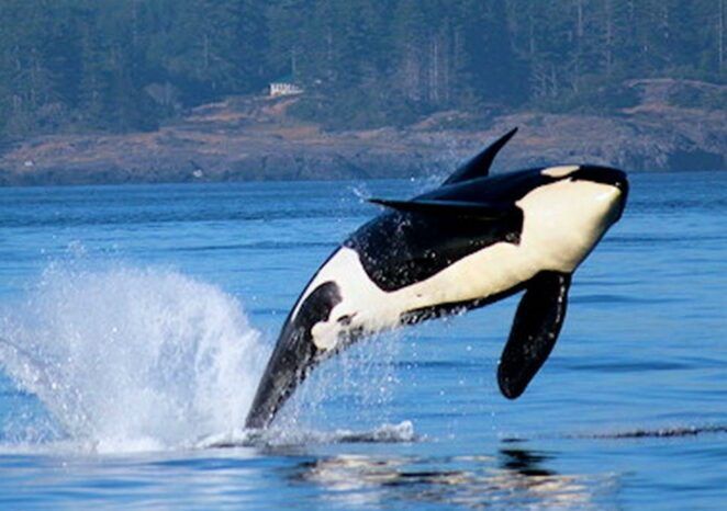 A black and white whale is jumping out of the water