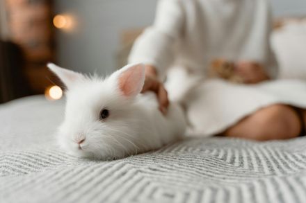A person gently pets a small, fluffy white rabbit resting on a gray, textured blanket.