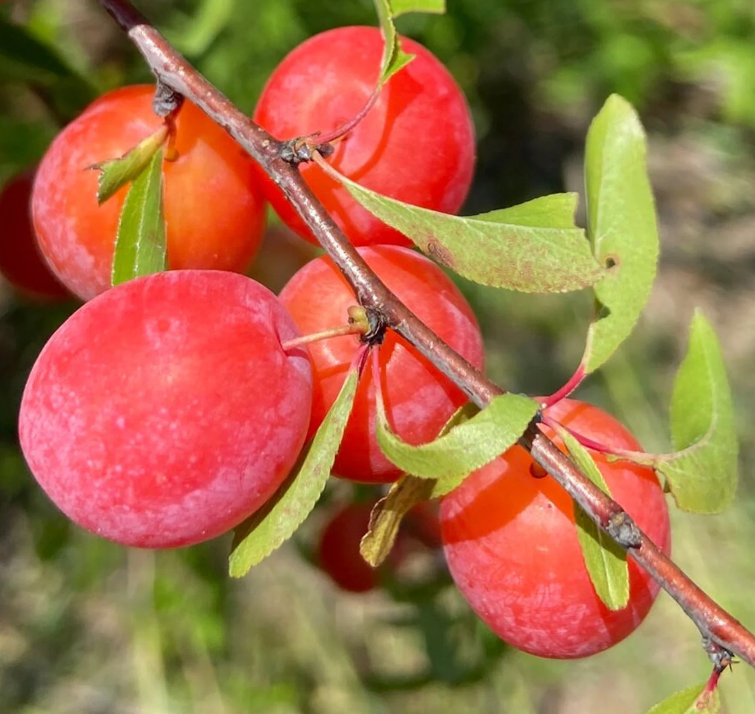 Cluster of red berries with green leaves on a branch outdoors