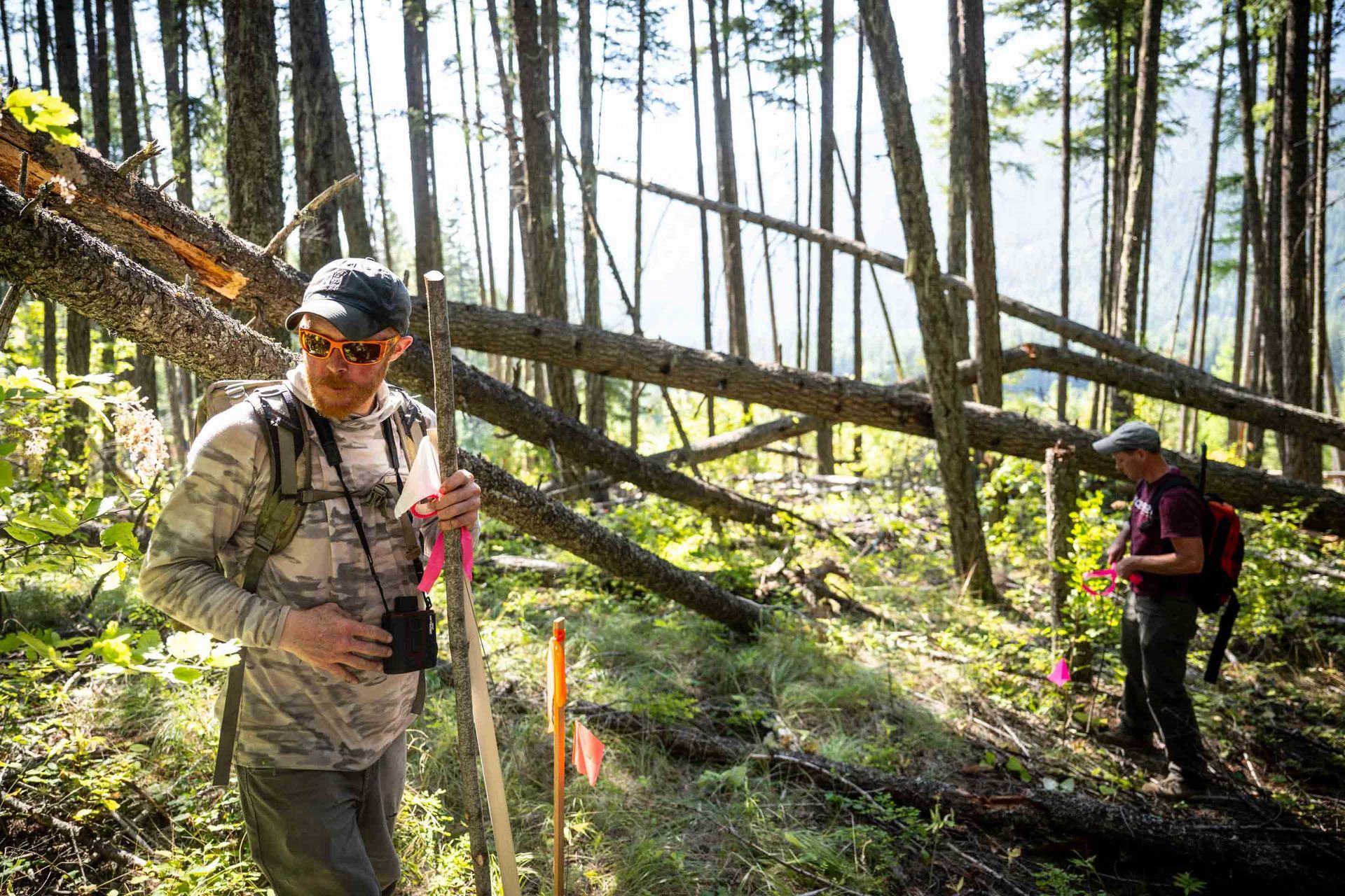 Two people marking trees in a forest. Man with sunglasses and backpack holds a stake. The other marks a tree with a pink flag.