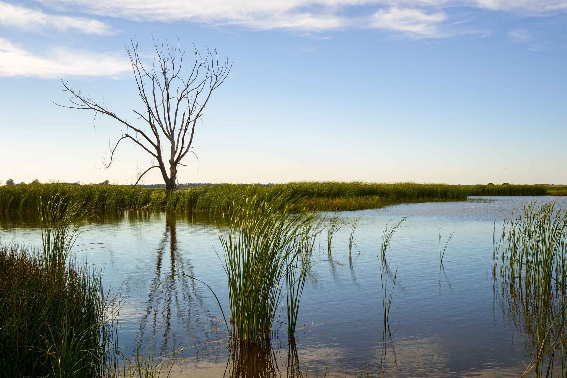 Still water reflects a barren tree, reeds, and a blue sky.