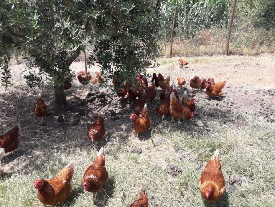 Galline in montagna