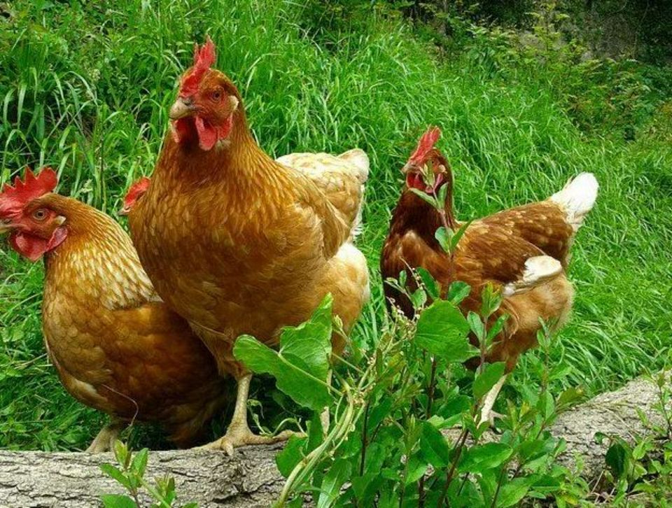 Galline nel prato verde