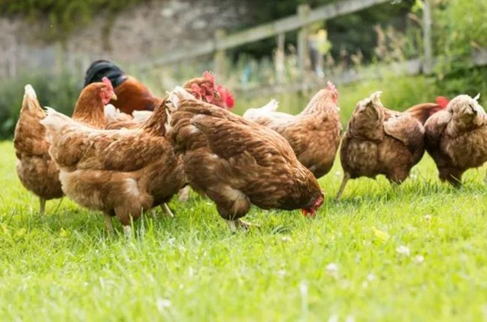 Galline con prato verde