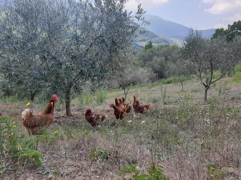 Galline nella natura