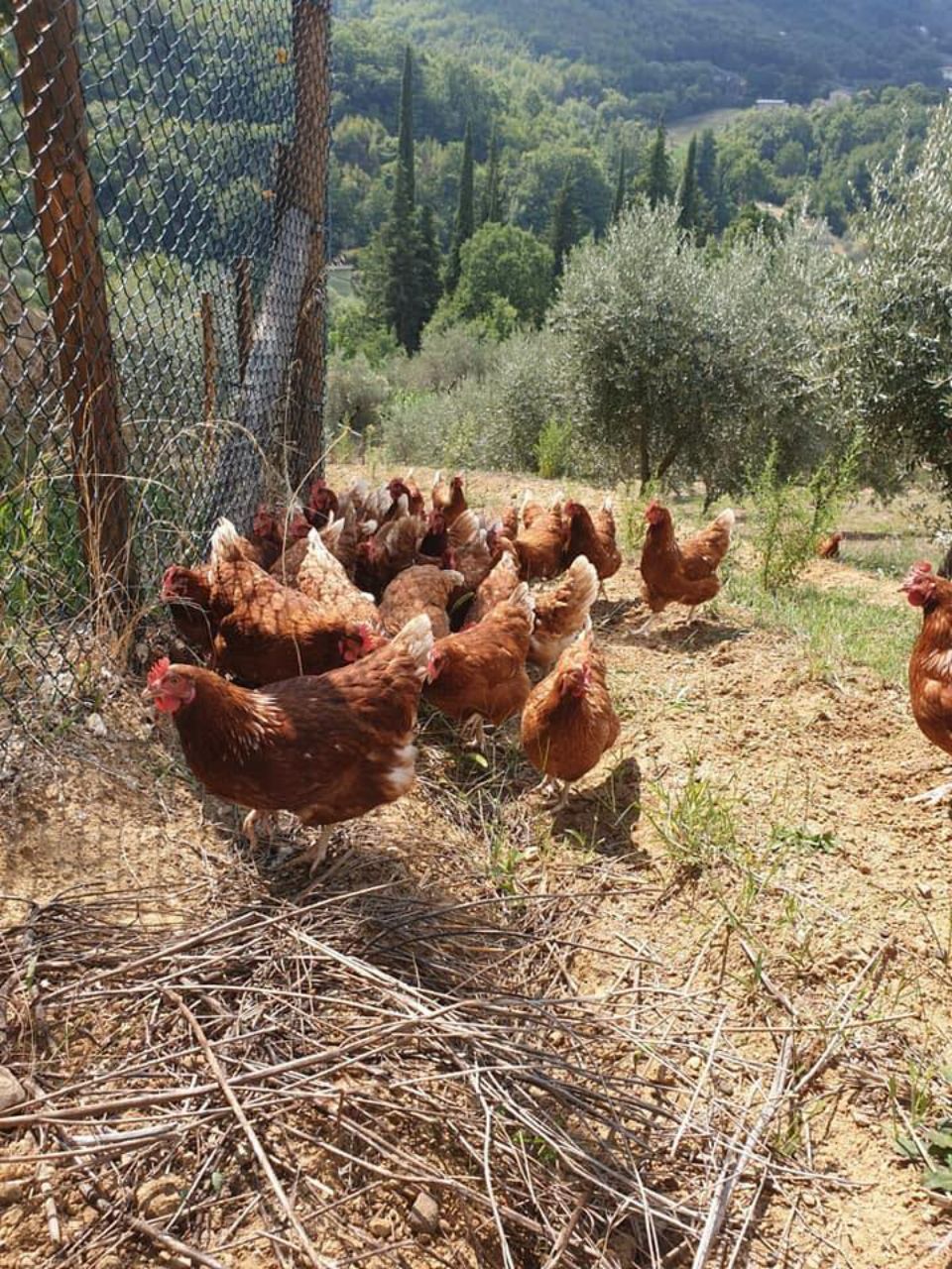 Galline nella natura