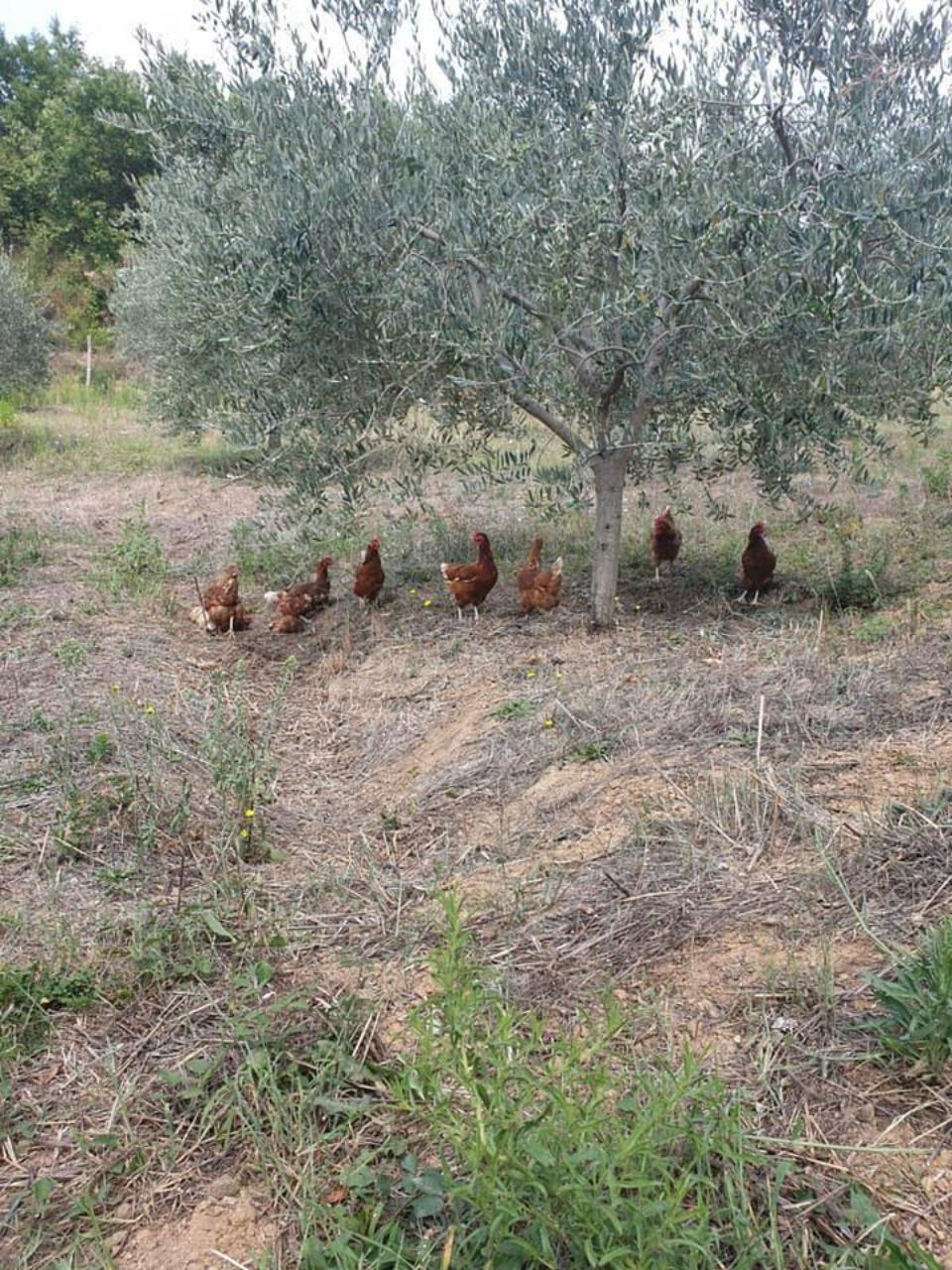 Galline