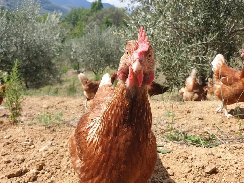 Gallina