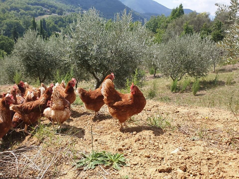 Galline libere