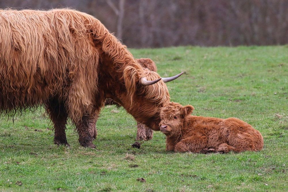 Adult and baby Highland cows in a field